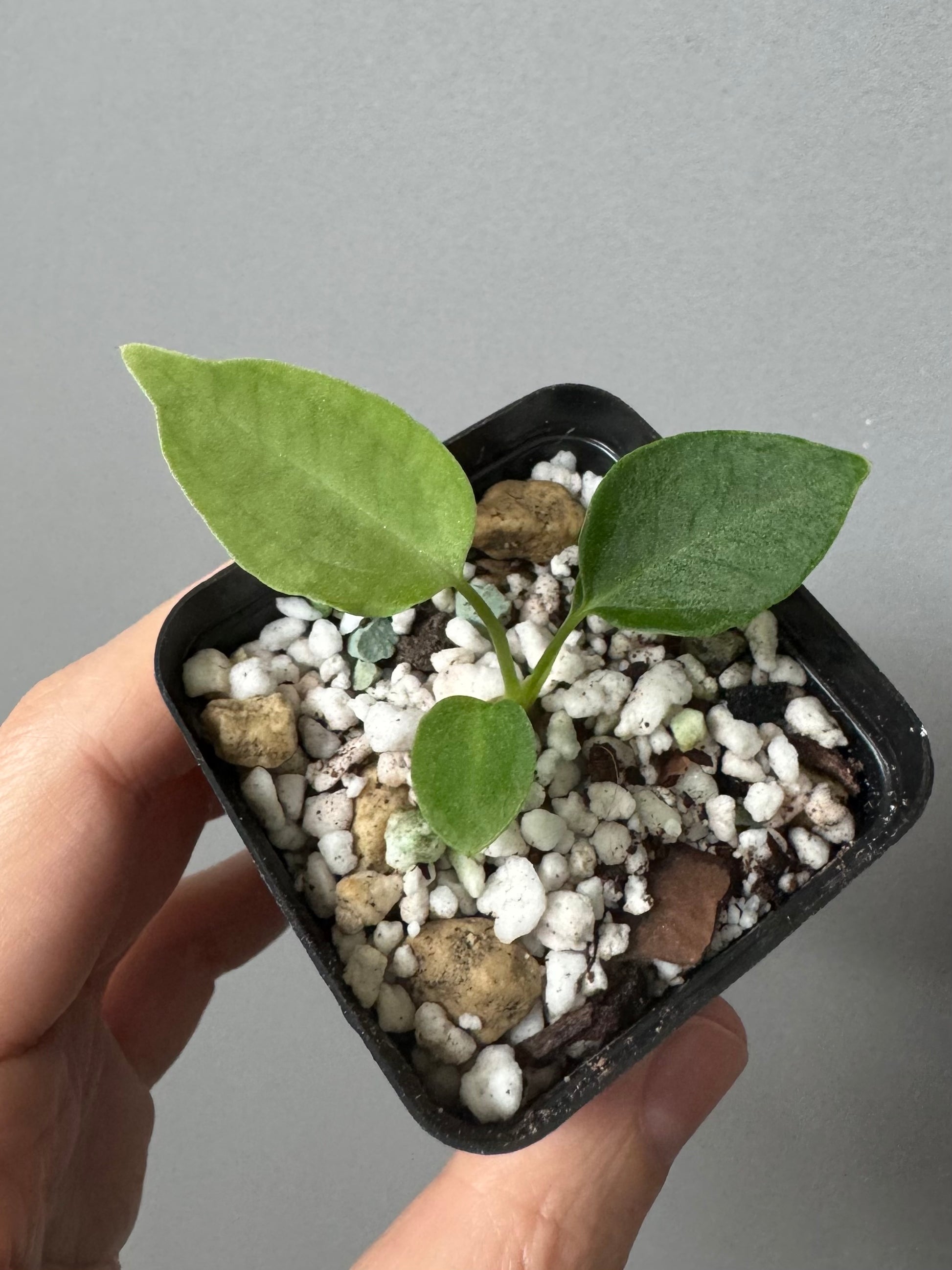 (Papillilaminum Daniel x Besseae aff.) x warocqueanum (seedling 2)