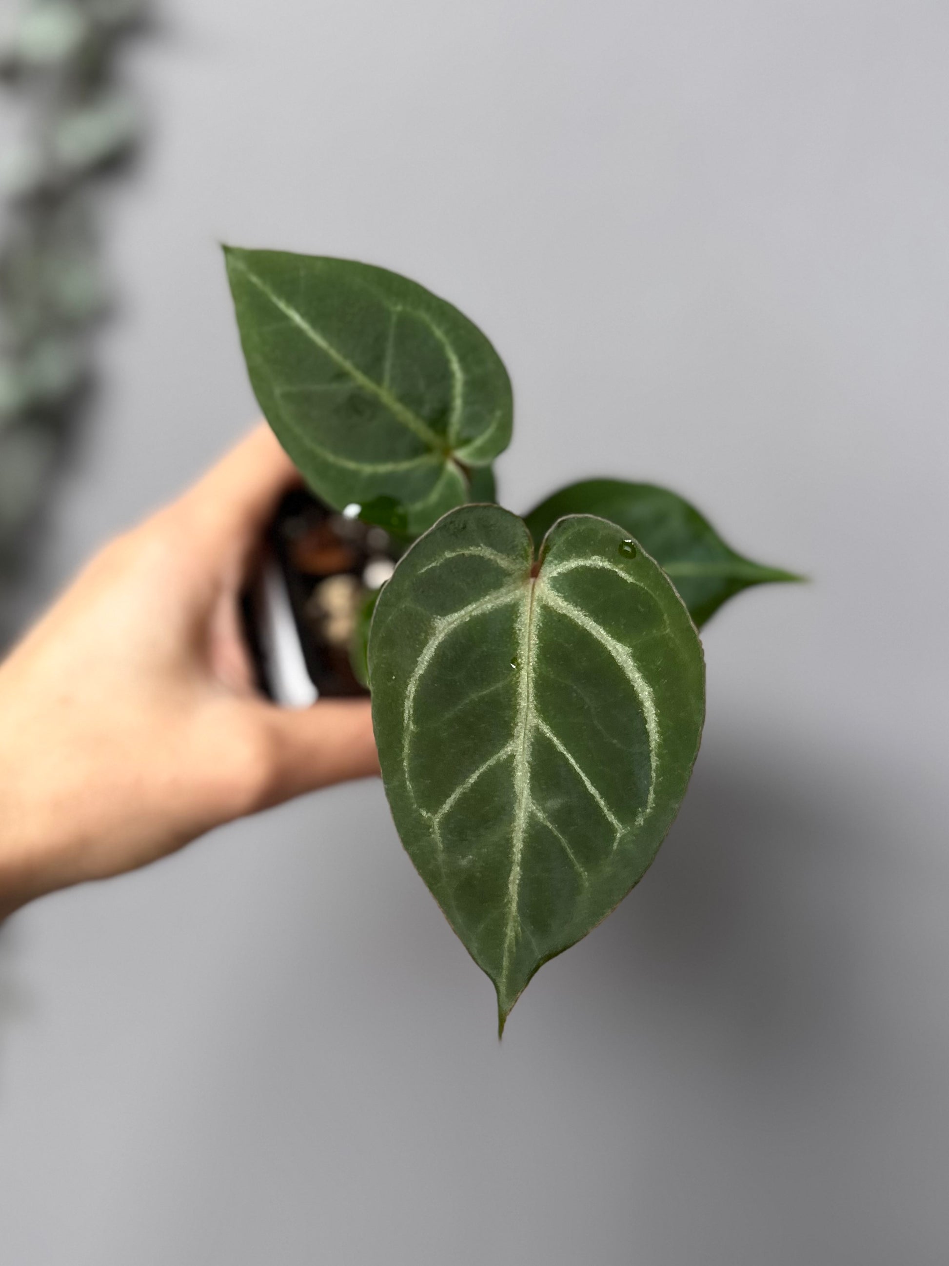 Anthurium ((magnificum x crystallinum) x NoID) X M - Plant C