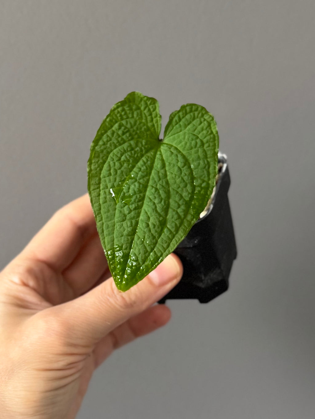Anthurium clidemioides