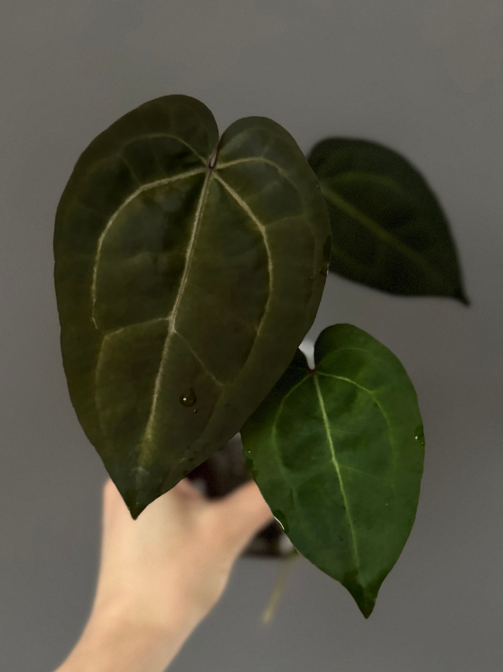 Anthurium AOS df Tezula x ZxM selected (by variegated_stringray)