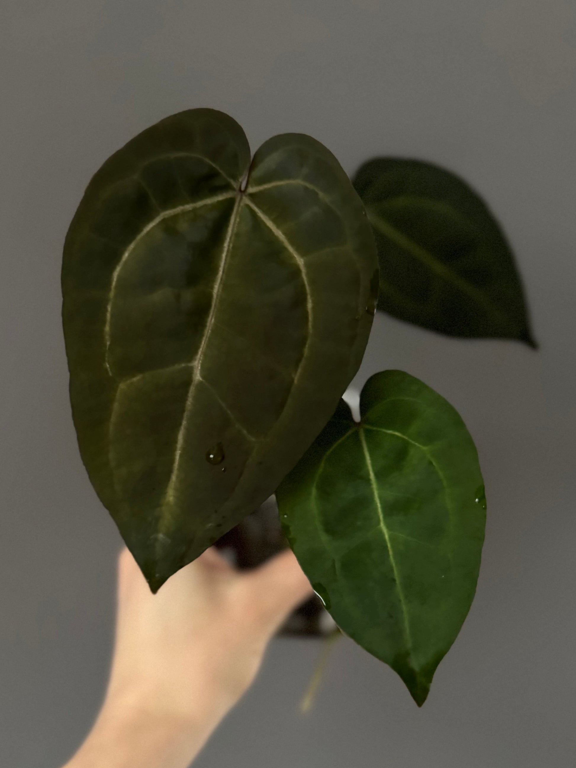 Anthurium AOS df Tezula x ZxM selected (by variegated_stringray)