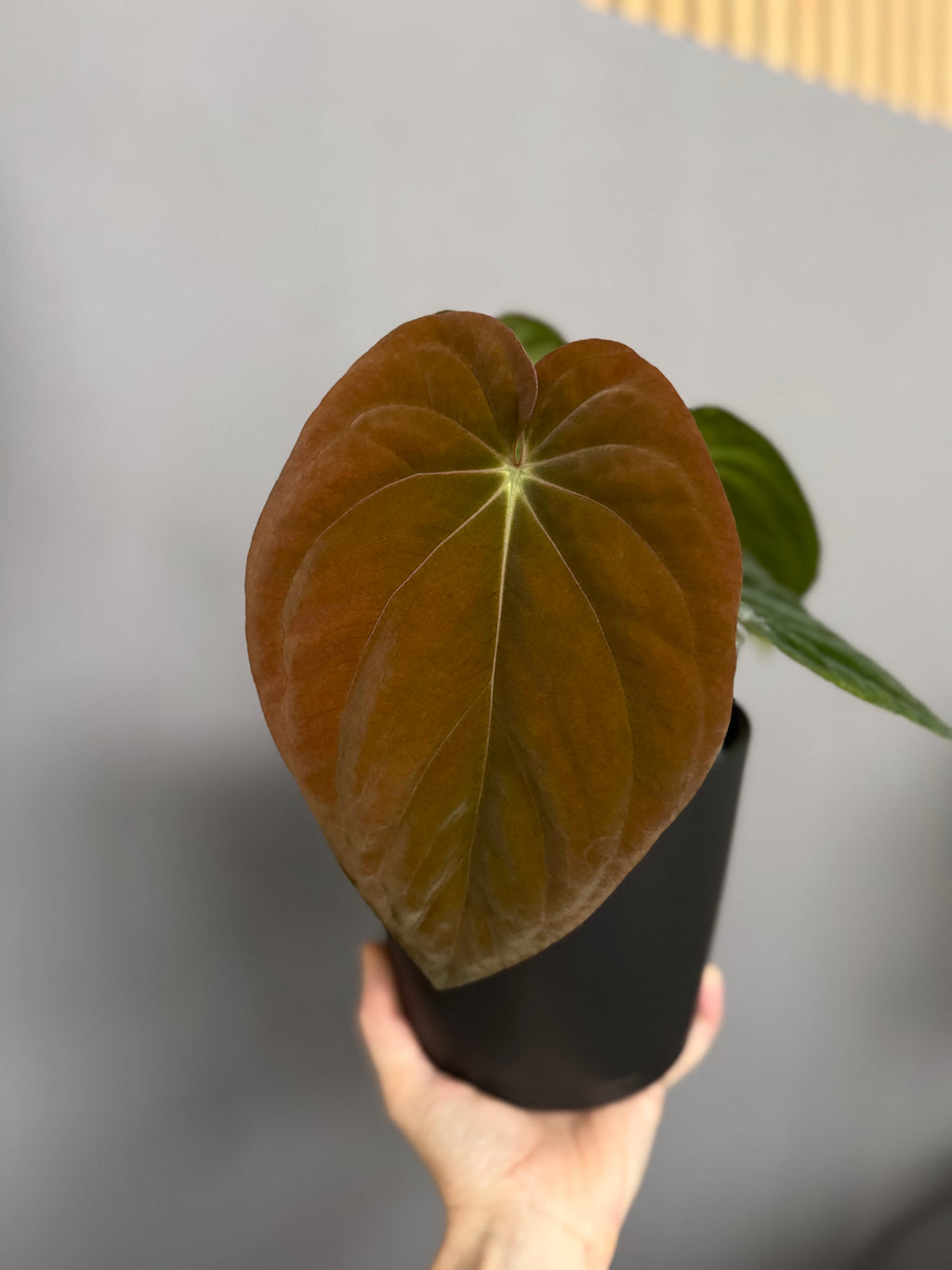 Anthurium BVEP RF1 x Dark Star (Grant)