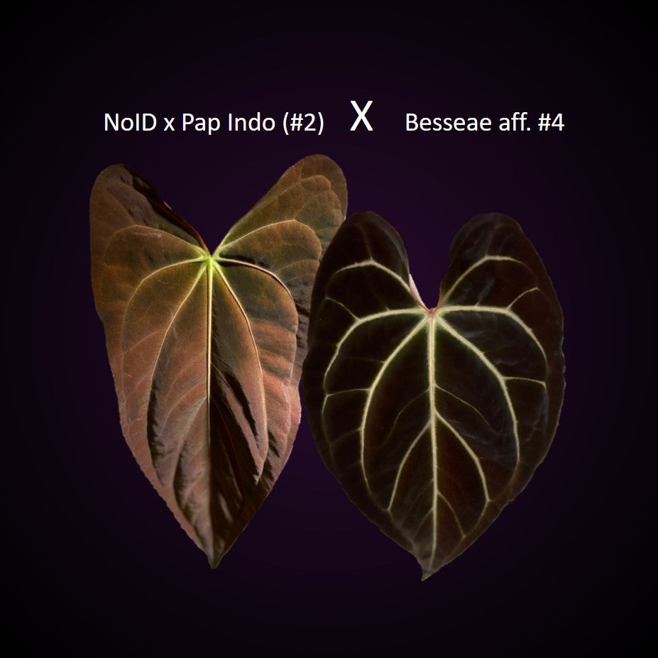 **NEW** Anthurium Seeds/Seedlings Bundle