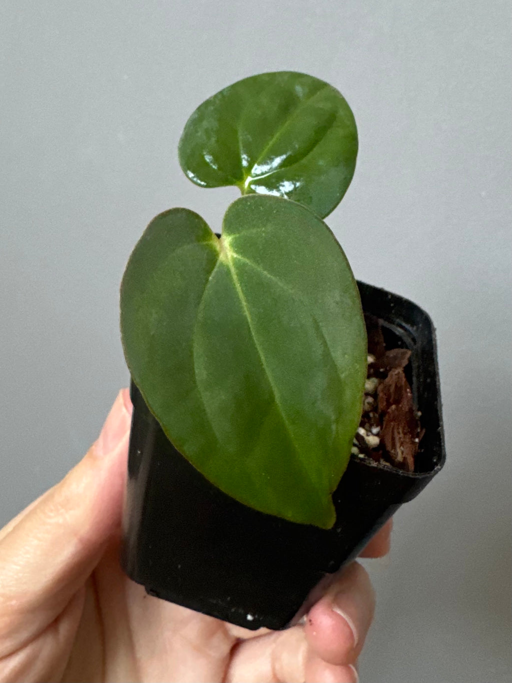 Anthurium carlablackiae RA13 x BVEP OG1 (#1) - cutting