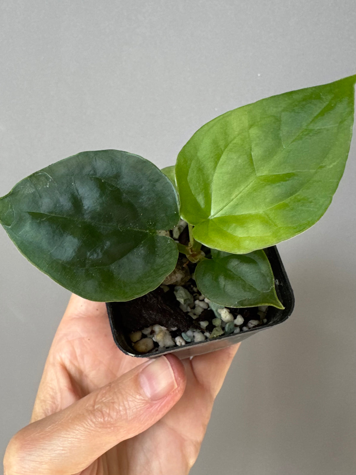 Anthurium (luxurians x forgetii) x besseae aff. (#1)