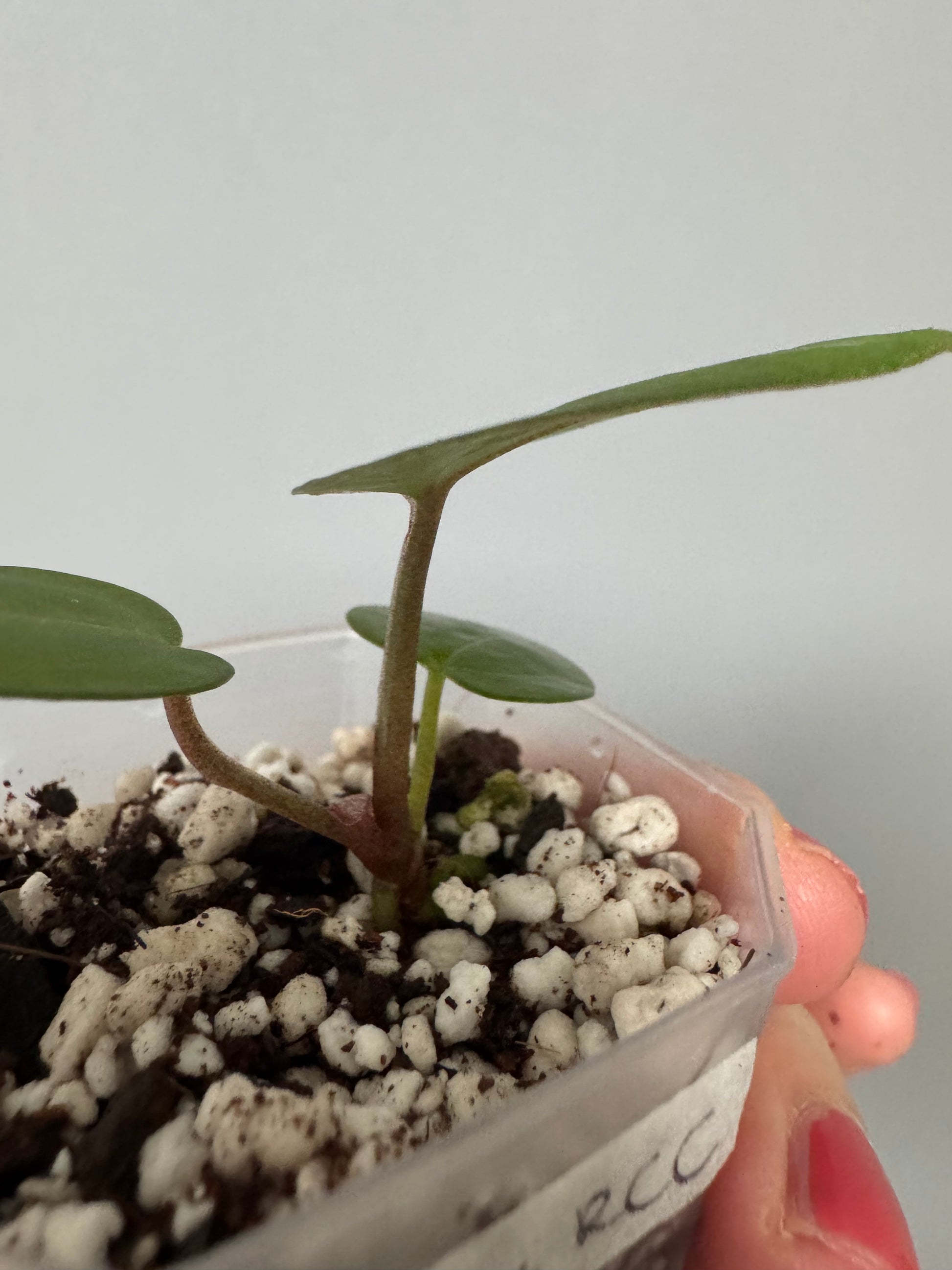 Anthurium (ZxM) x  (NSE Red Crystallinum x Carlablackiae)