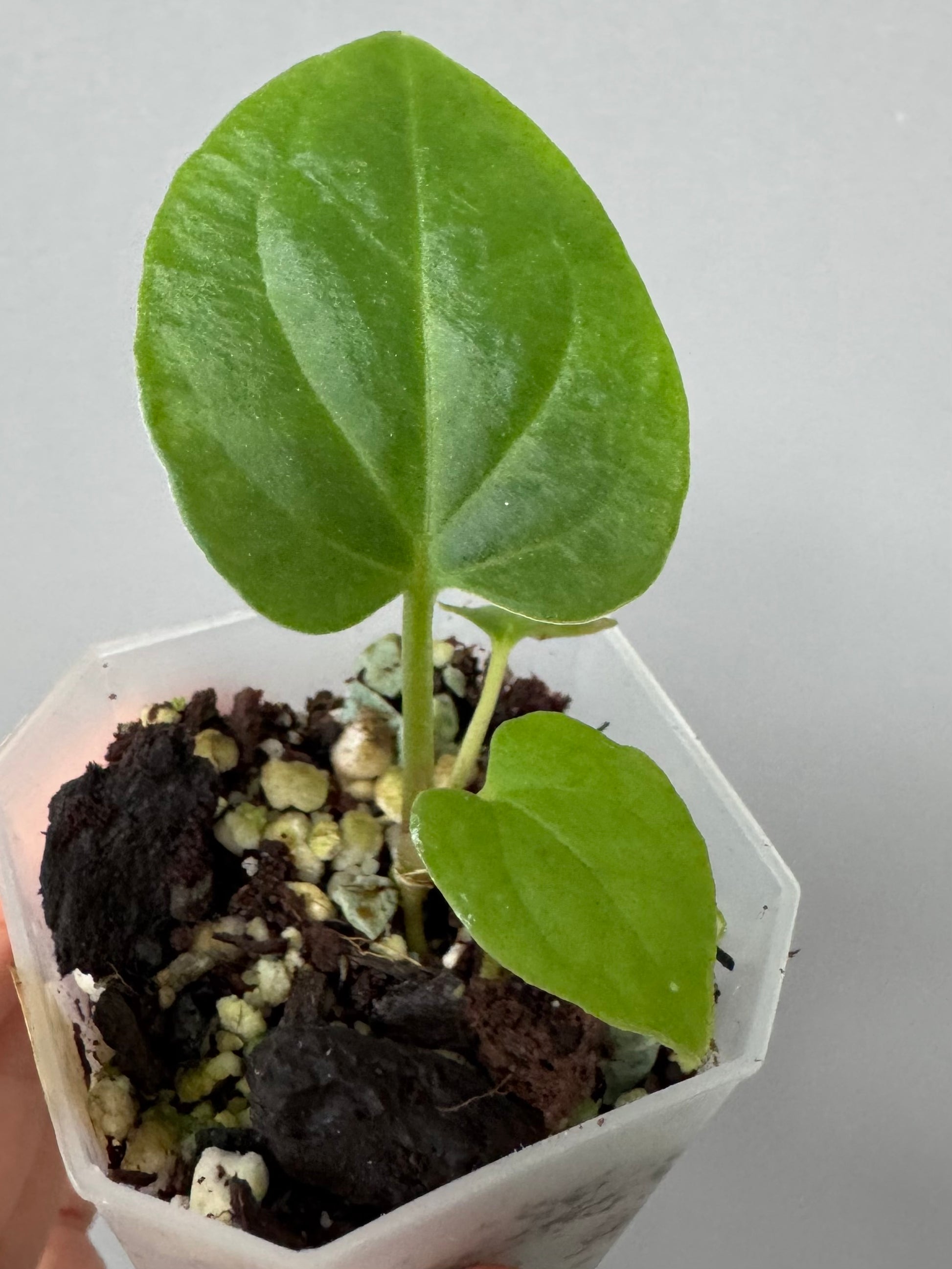 Anthurium kunayalense PM5 x PM3 (Grant)