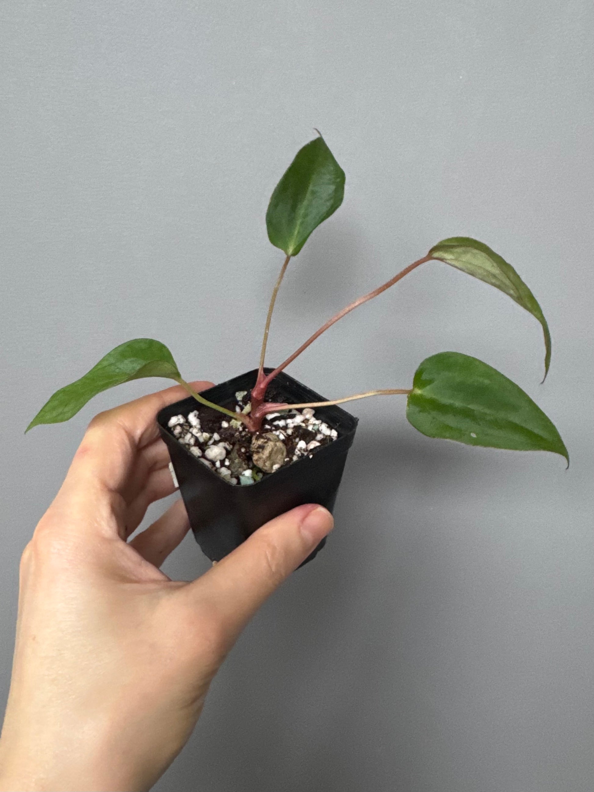 Anthurium (MagCrystal x NoID) x Papillilaminum