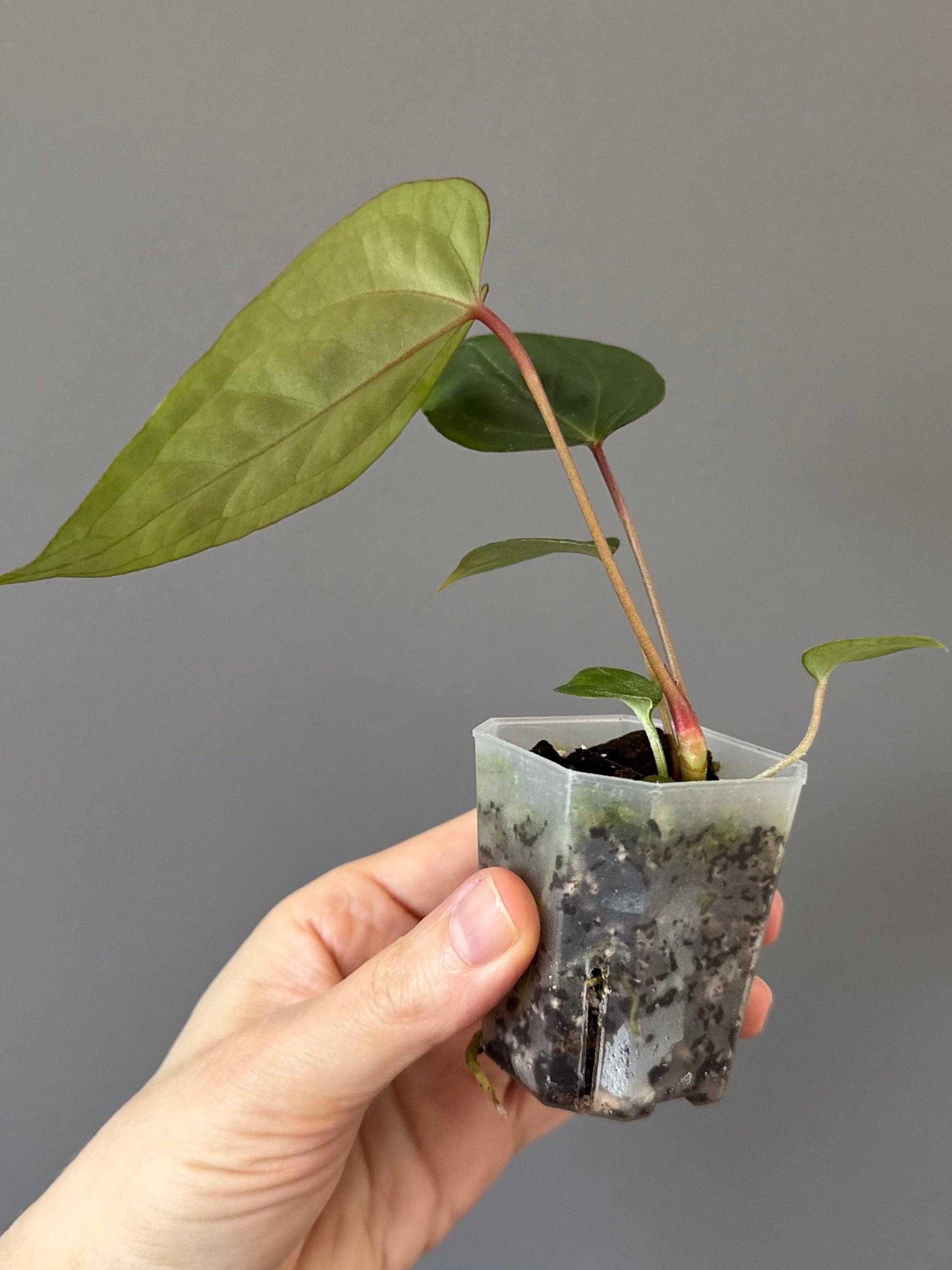 Anthurium CV Carmesim x ZxM