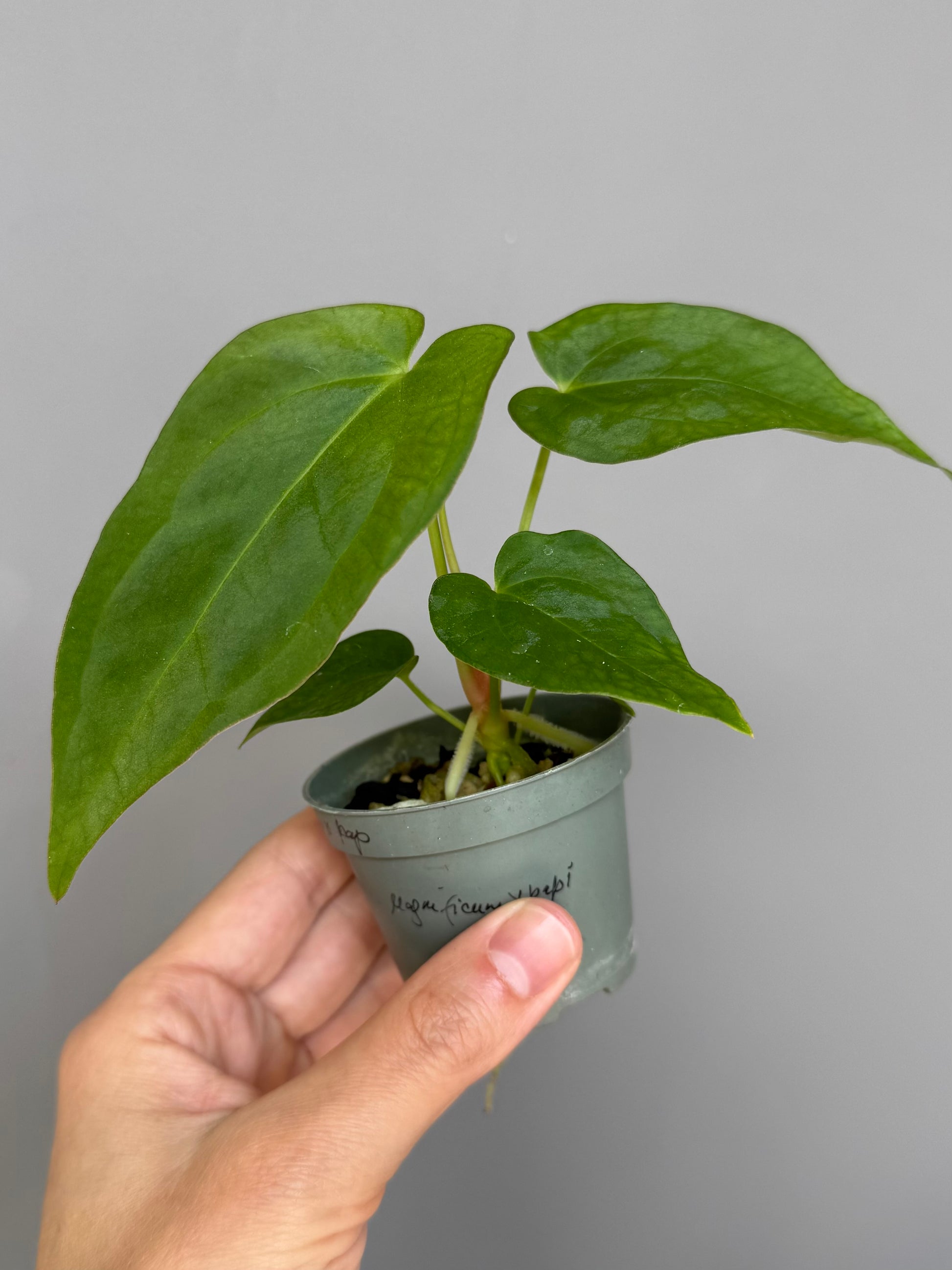 Anthurium magnificum x papillilaminum