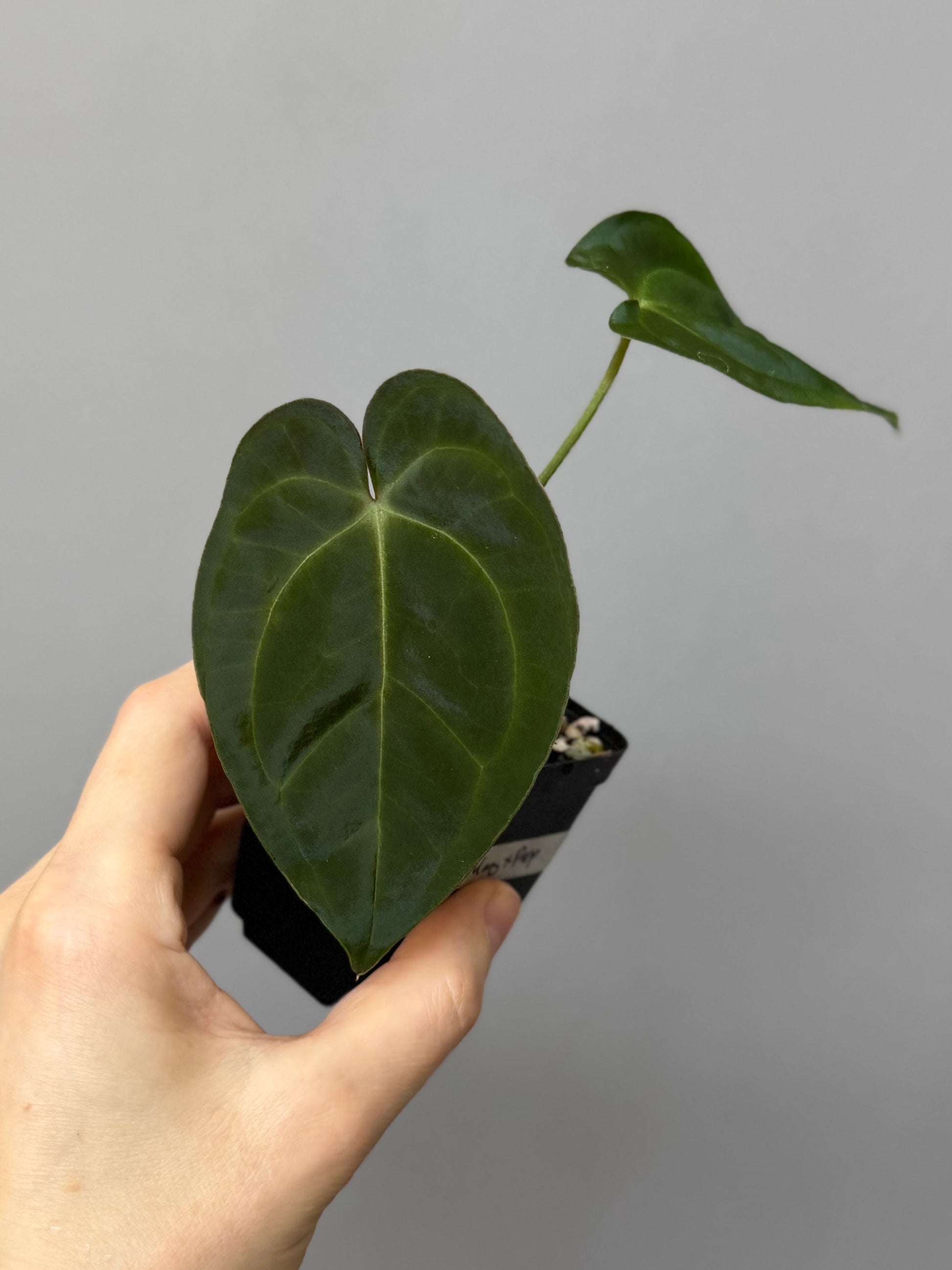 Anthurium magnificum x papillilaminum
