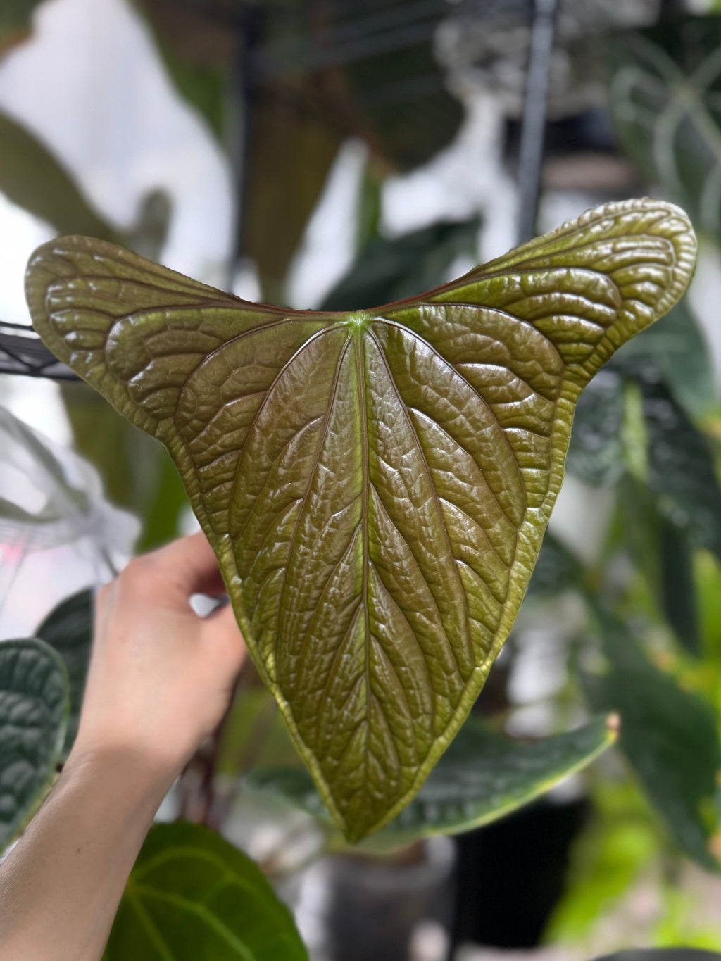 **NEW** Anthurium (FS x RVDP) x (luxurians x nigrolaminum ‚Gigi‘) - Gekeimte Samen