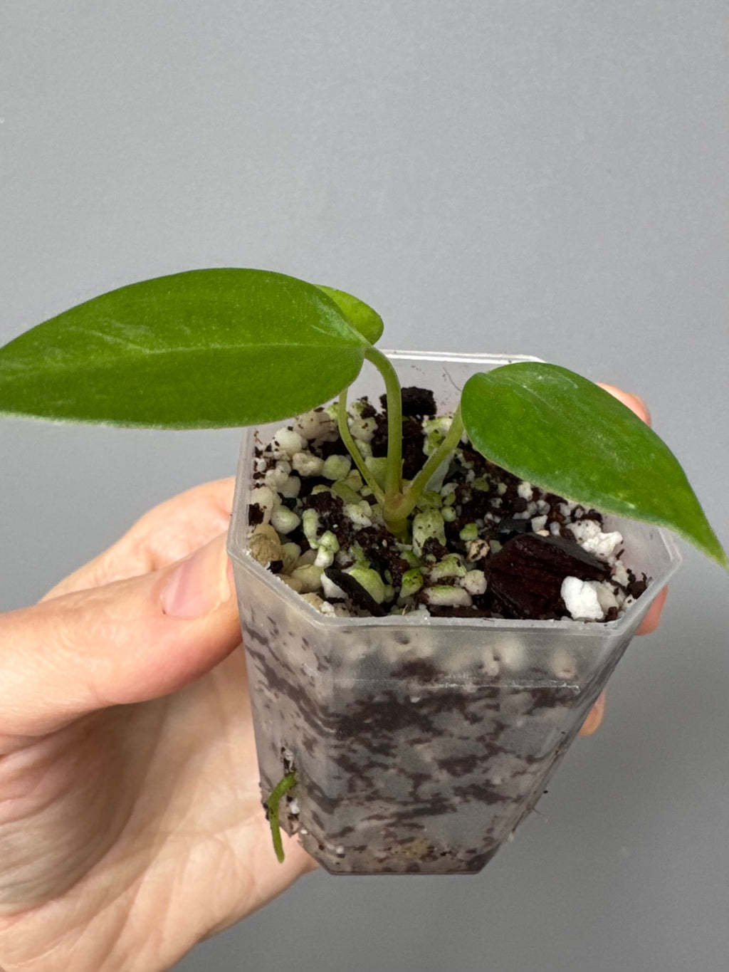 Anthurium Black War (Black Sweet x warocqueanum, von diamondplants_)