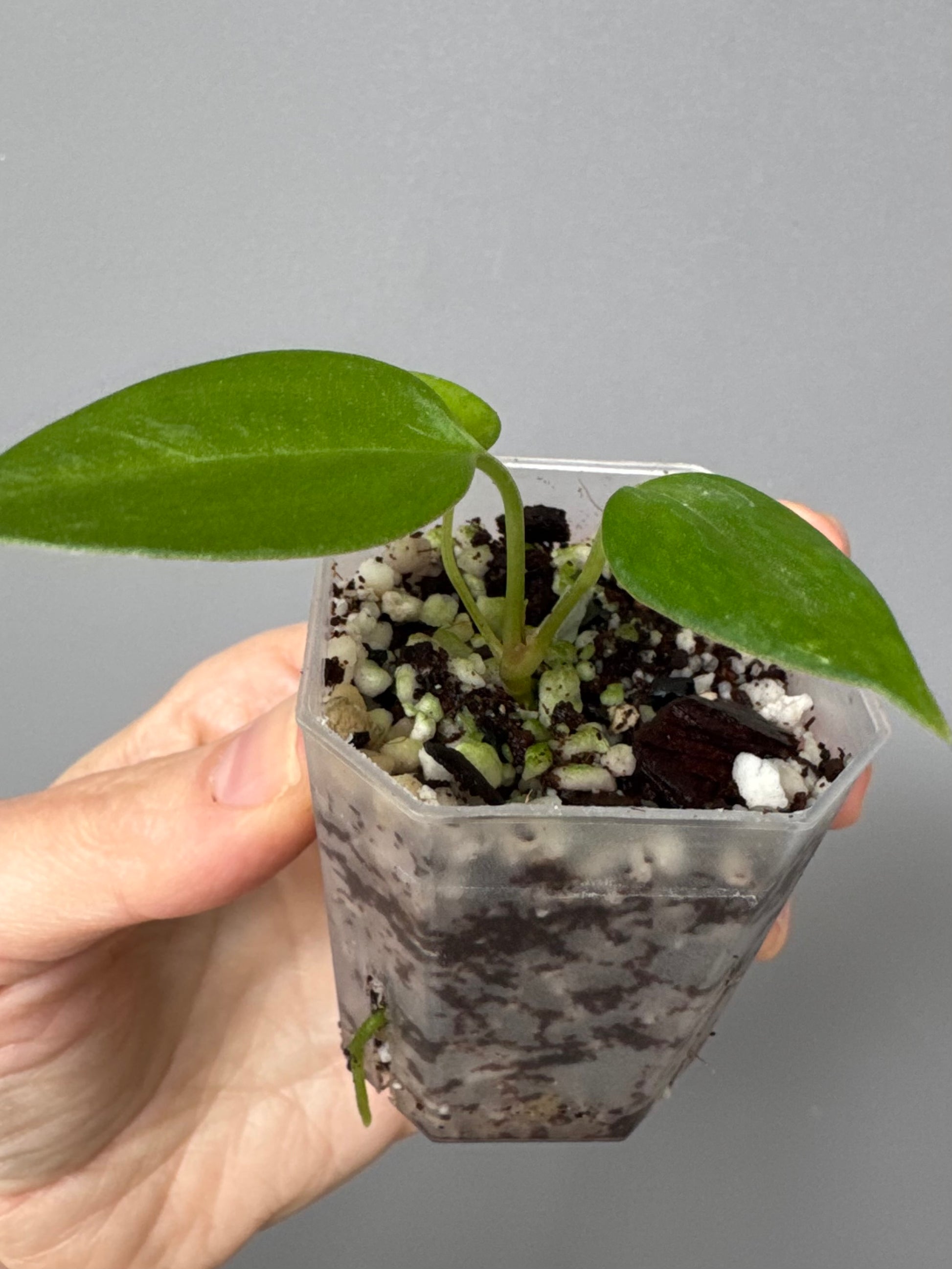 Anthurium Black War (Black Sweet x warocqueanum, von diamondplants_)