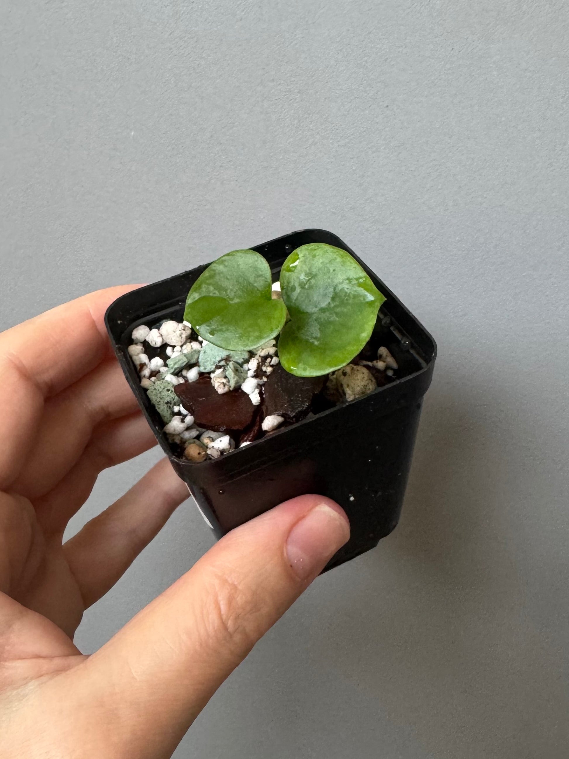 Anthurium ((Midnight Velvet x Red Studd) x NSE CarlaX) x diabloense (seedling #1)