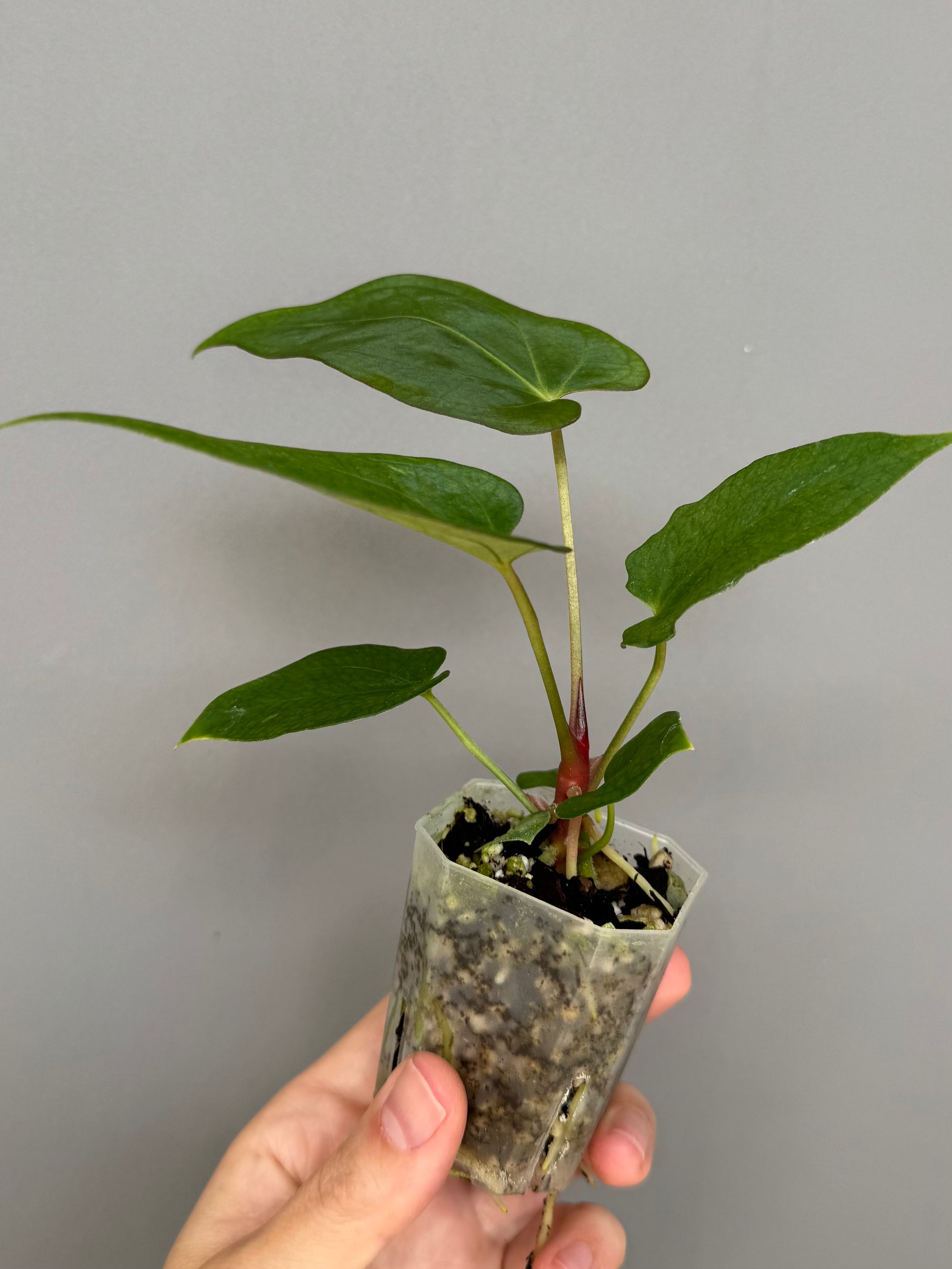 Anthurium ((magnificum x crystallinum) x NoID) x Papillilaminum