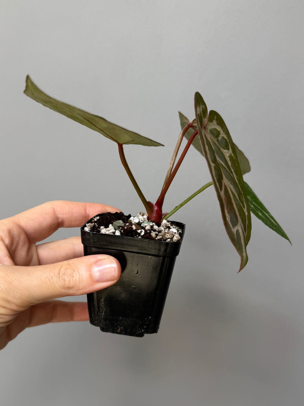Anthurium Silver Blush x Michelle