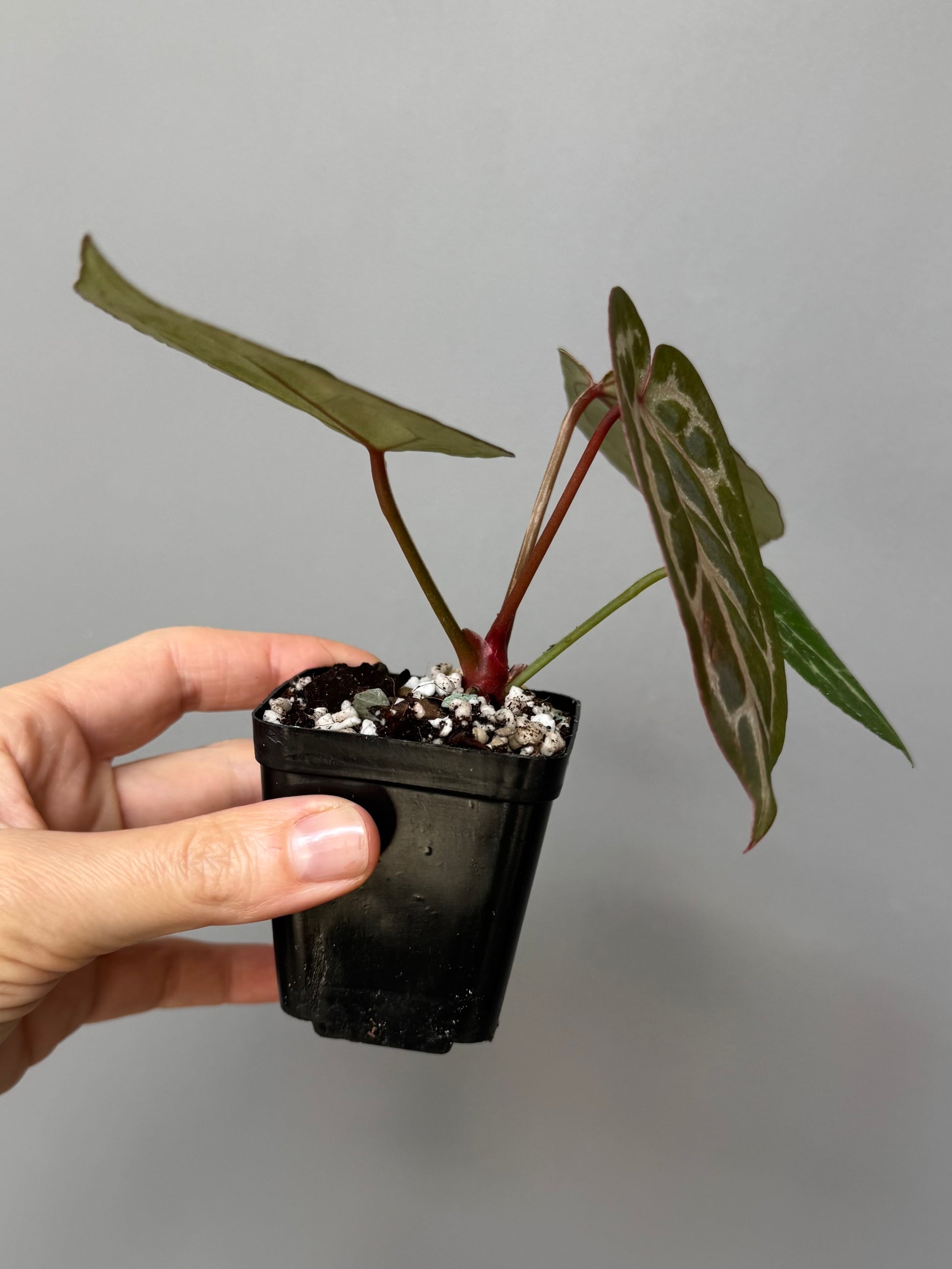 Anthurium Silver Blush x Michelle