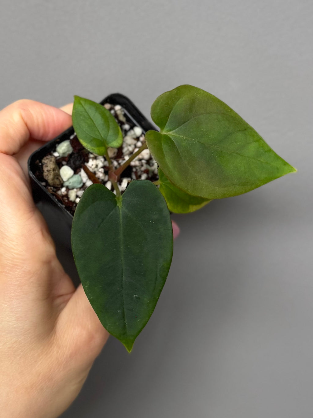 Anthurium Antolakii/ BVEP (Round x Felix) X Felix (Justin Jones / createdinagarden)