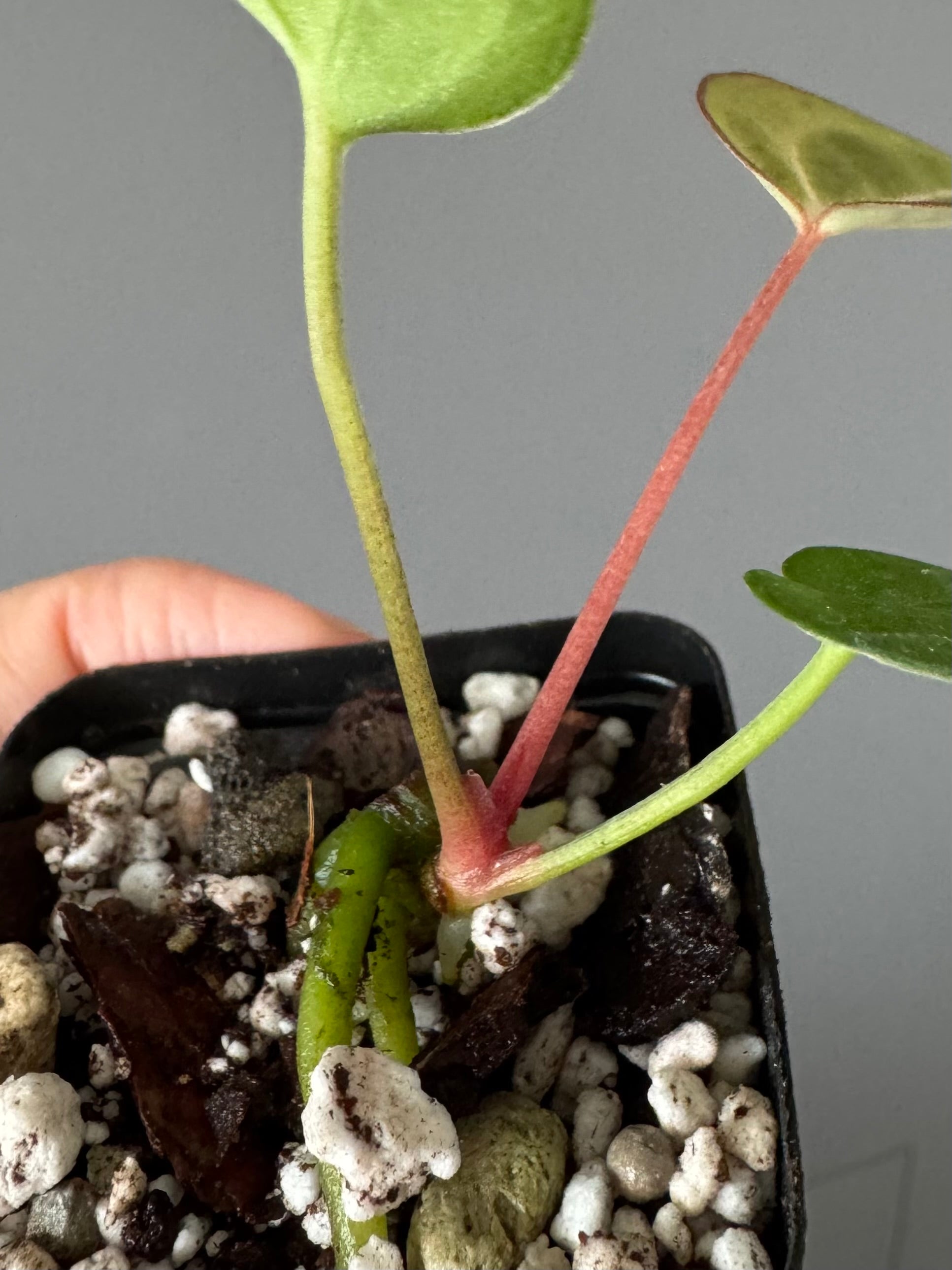 Anthurium NoID