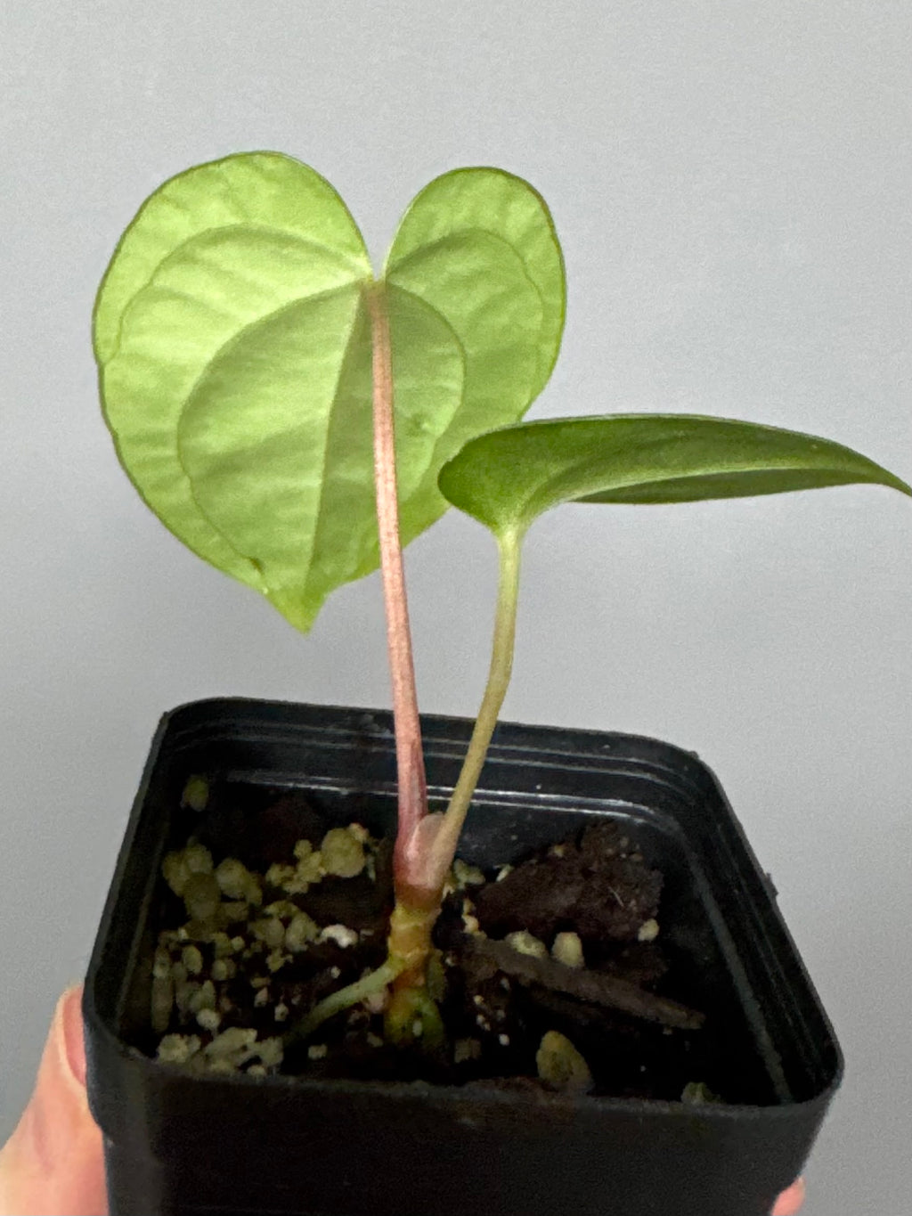 Anthurium papillilaminum x papillilaminum