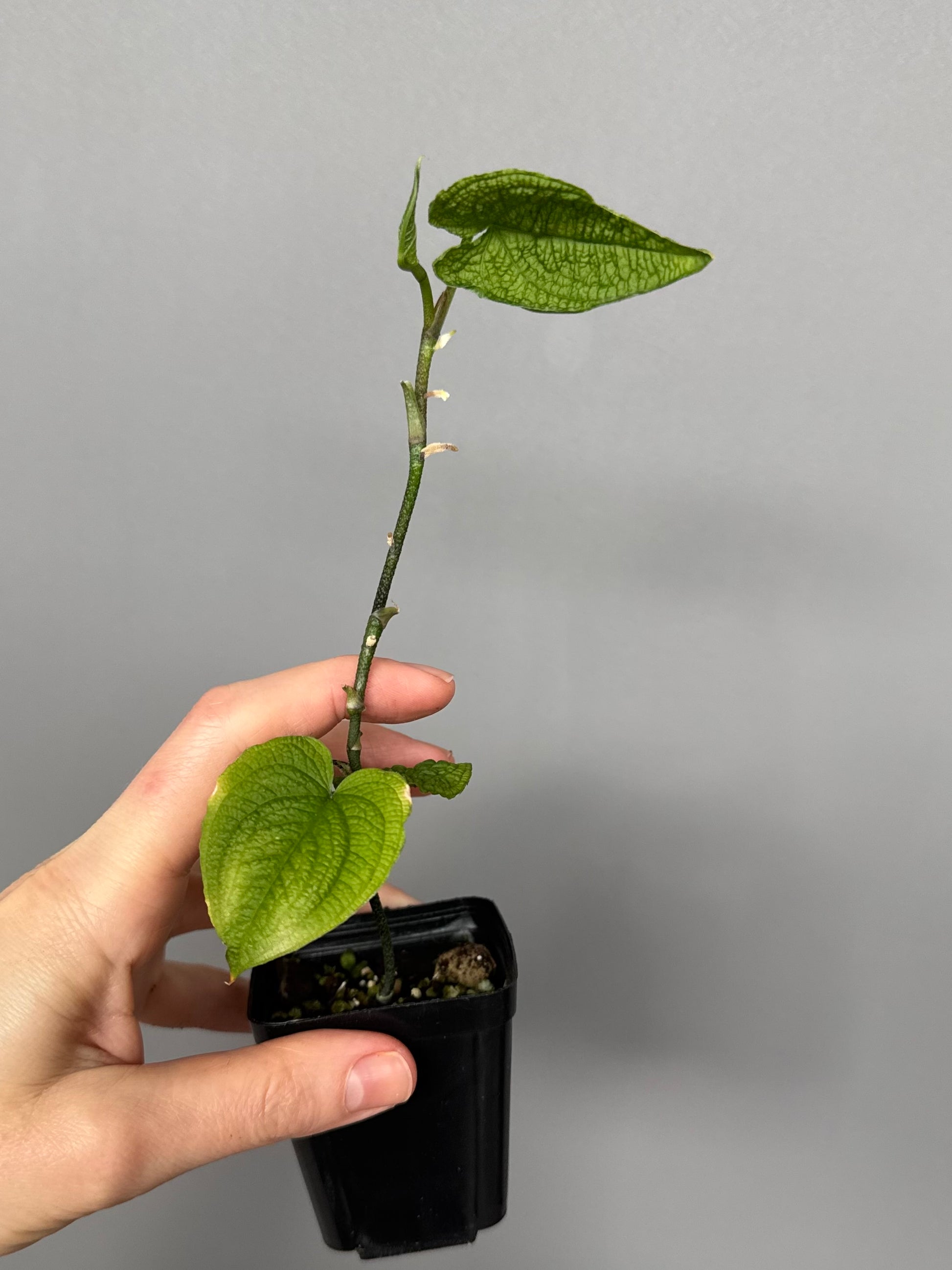 Anthurium clidemioides