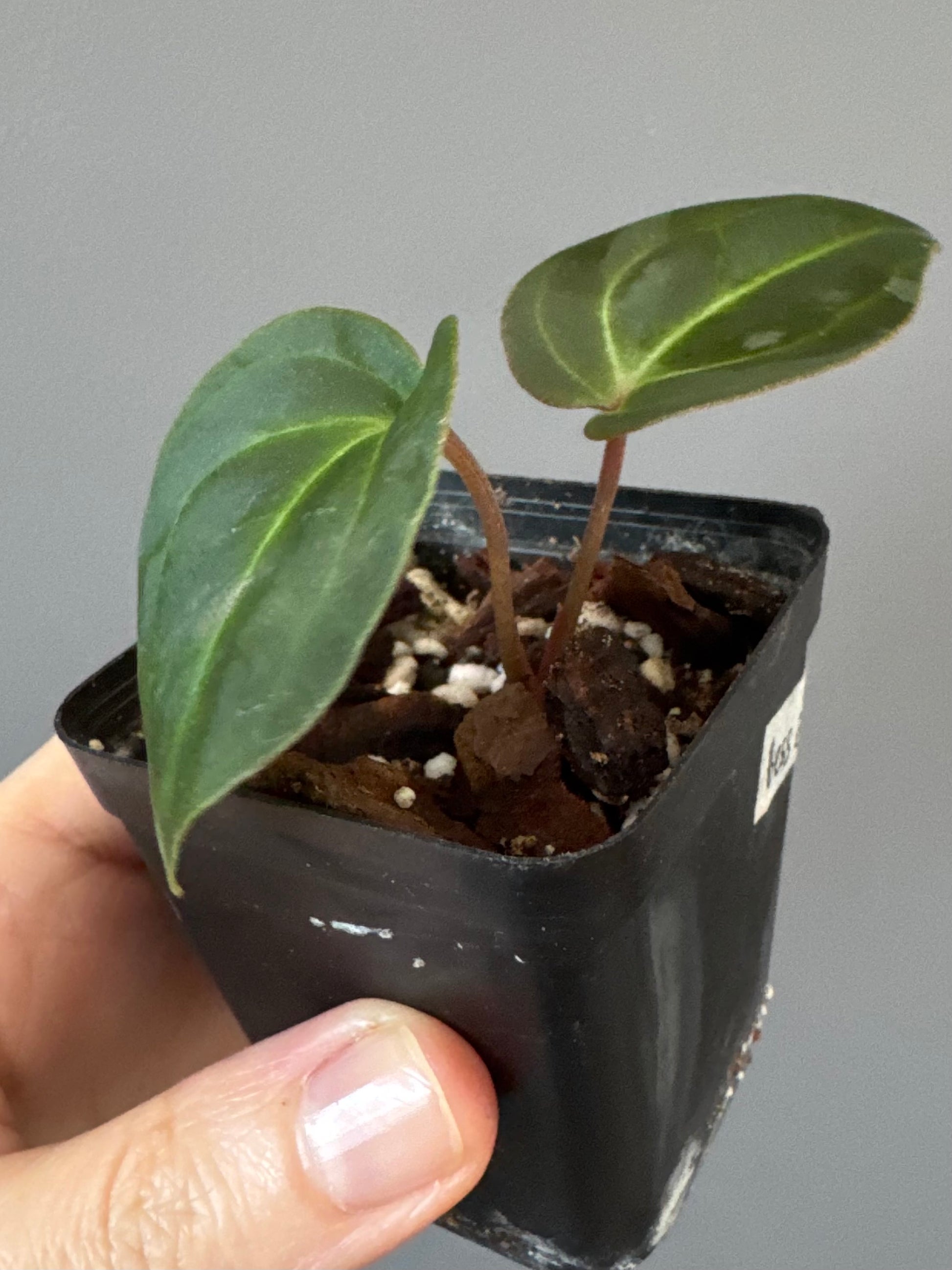 Anthurium Besseae aff. (#1)