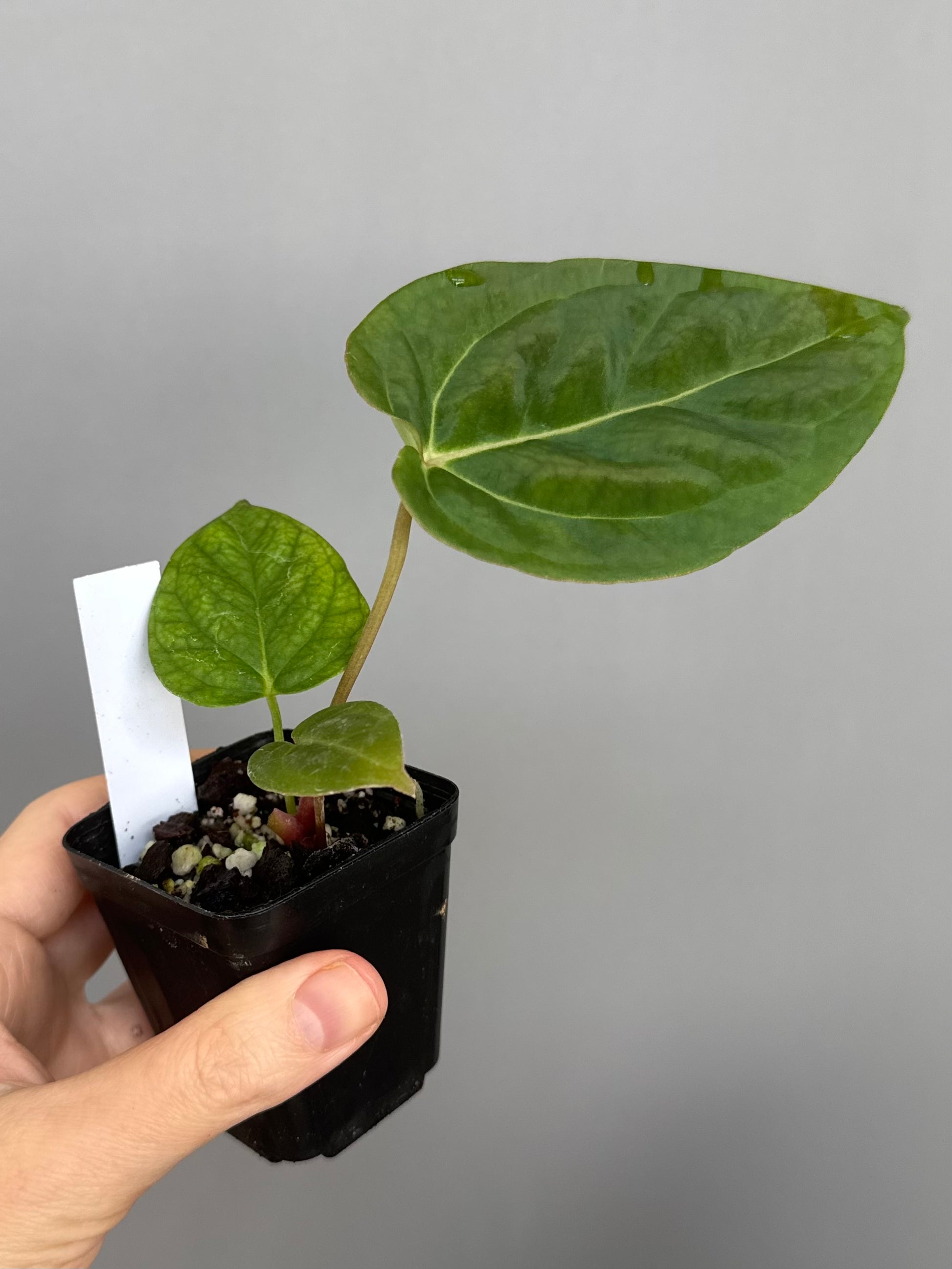Anthurium NoID x besseae aff. long