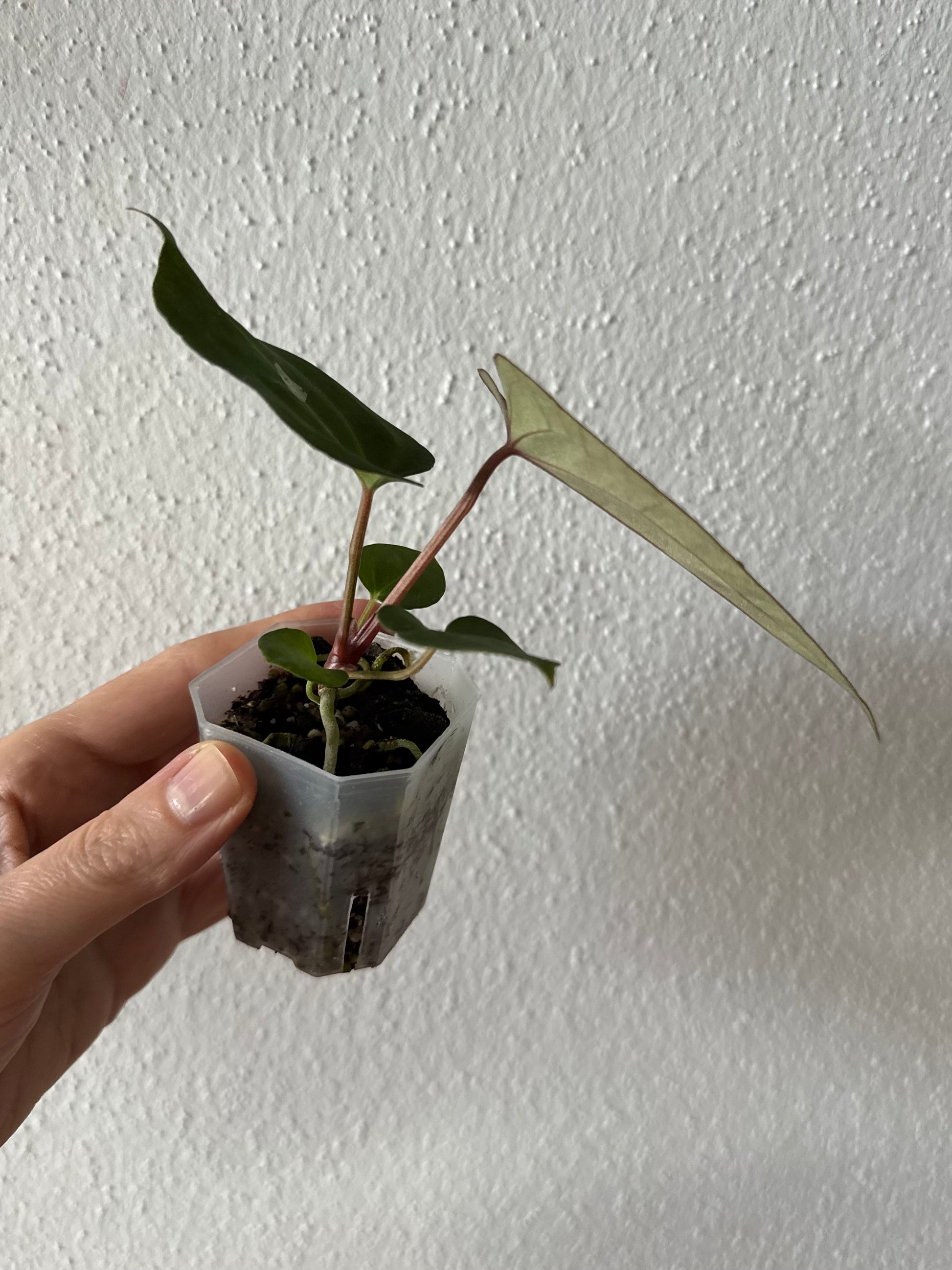 Anthurium (Papillilaminum Daniel x Besseae aff.) x  (NSE Red Crystallinum x Carlablackiae)