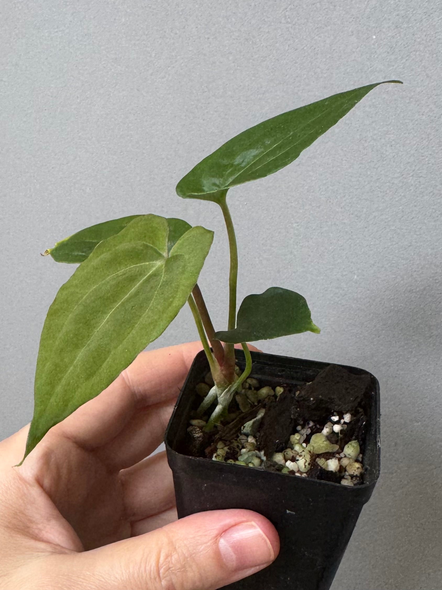 Anthurium Besseae aff. x RVDP