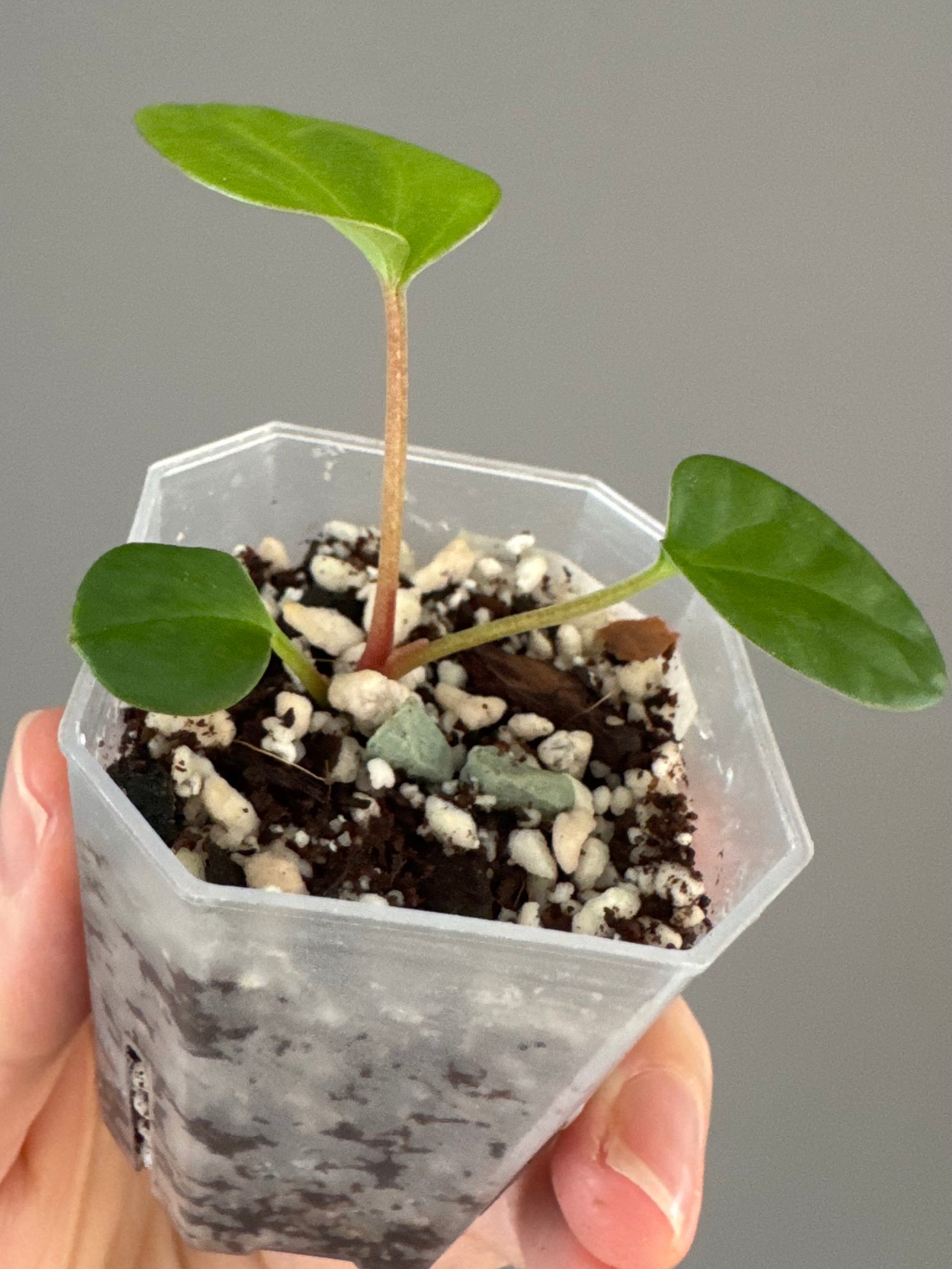 Anthurium NSE Carlablackiae x kunayalense (clone #1)