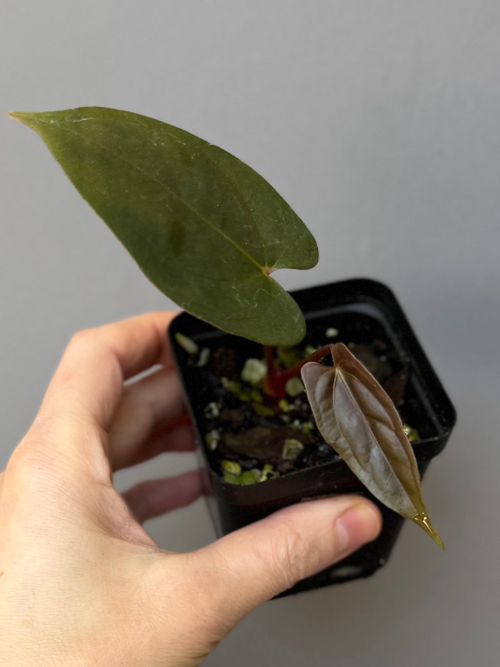 Anthurium Papillilaminum ‘Daniel’ Klon