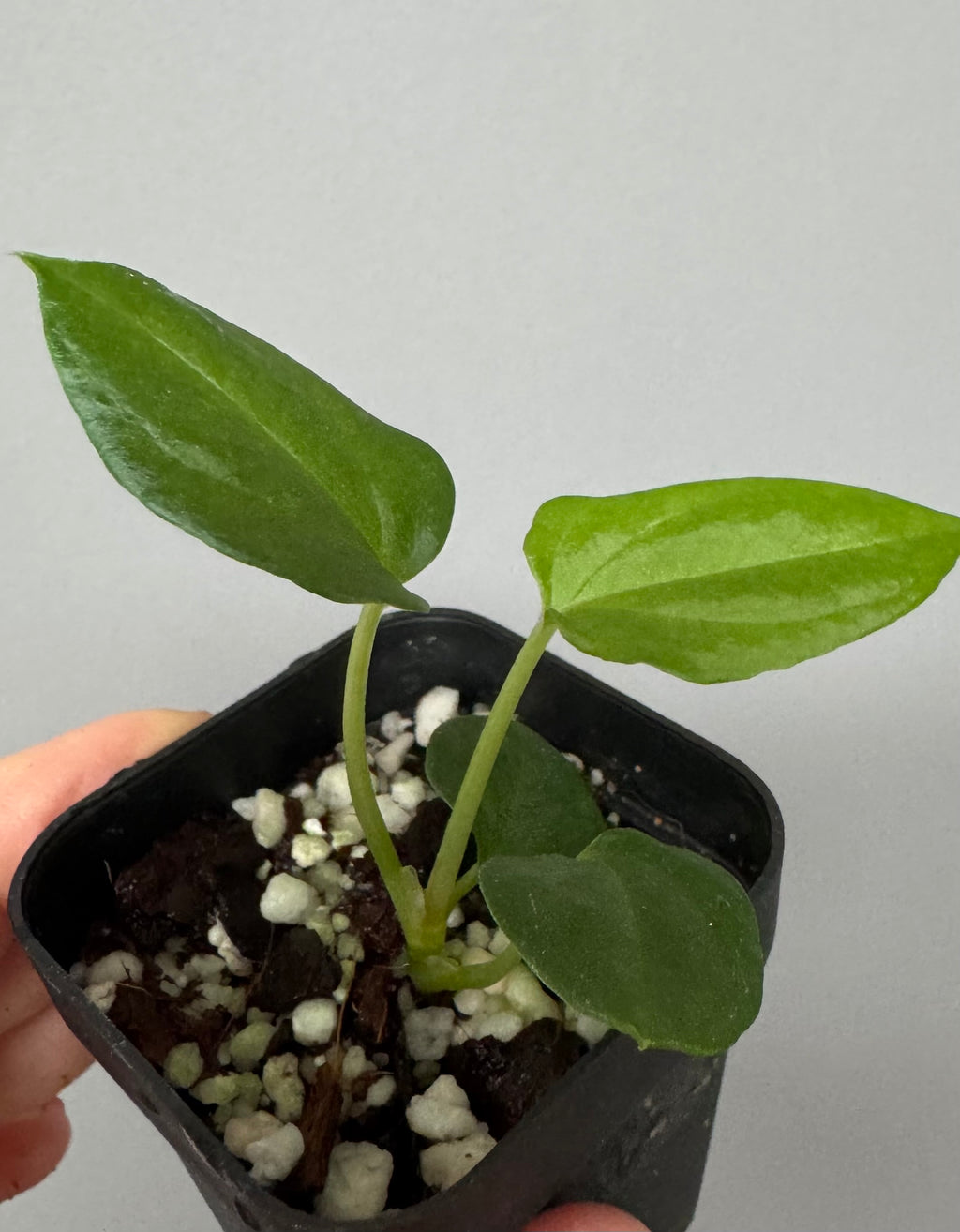 Anthurium (NoID x Papi Indo #2) x  (NoID x Papi Indo #1)