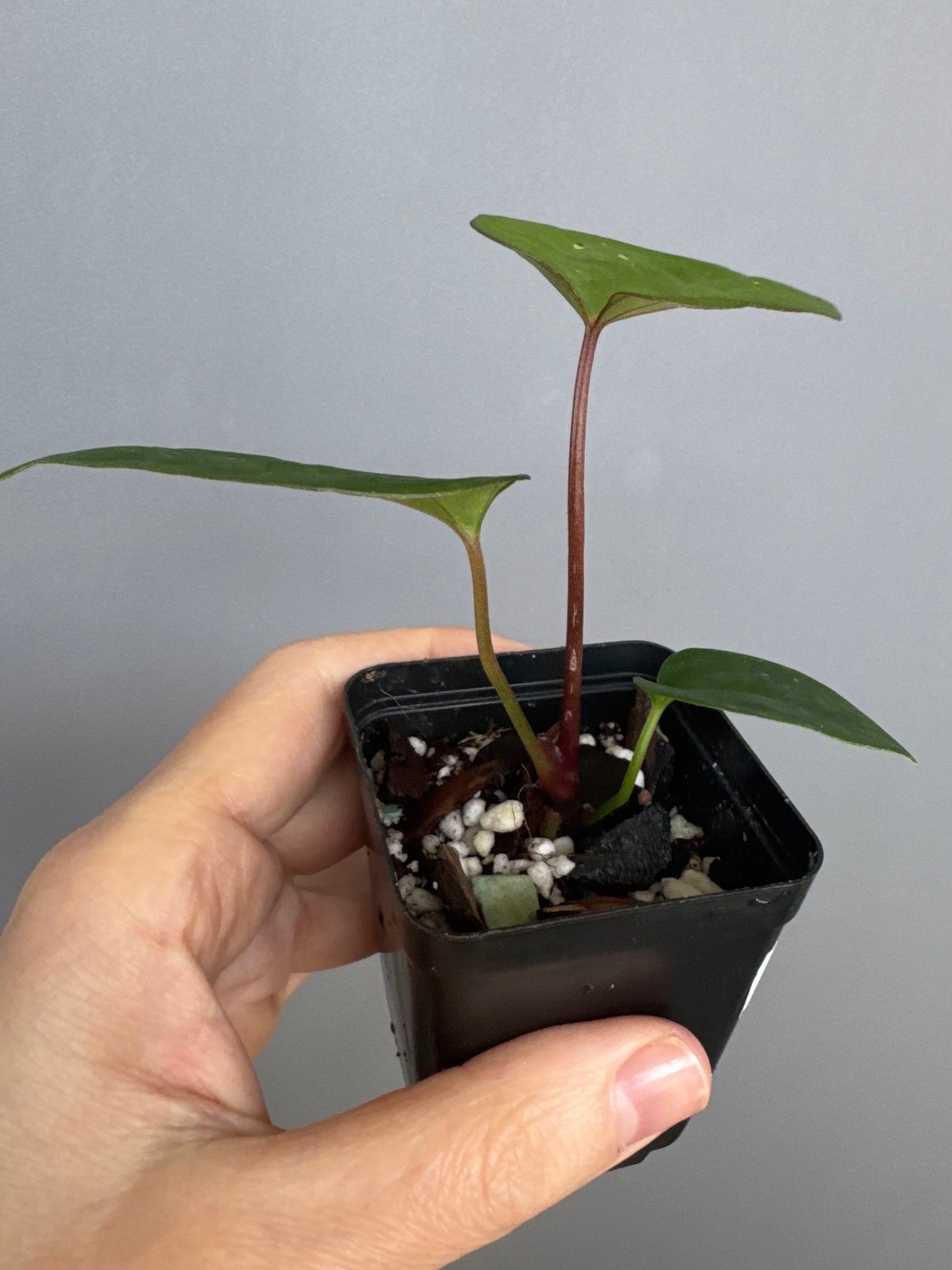 (Papillilaminum Daniel x Besseae aff.) X RVDP