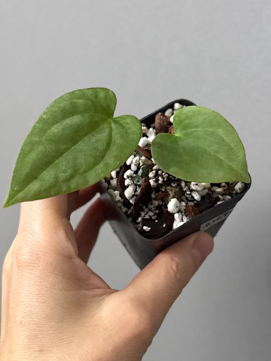 Anthurium BVEP OG1 x Papillilaminum Lago Gatun