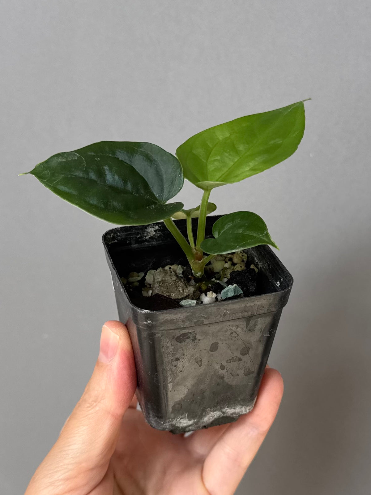 Anthurium (luxurians x forgetii) x besseae aff. (#1)