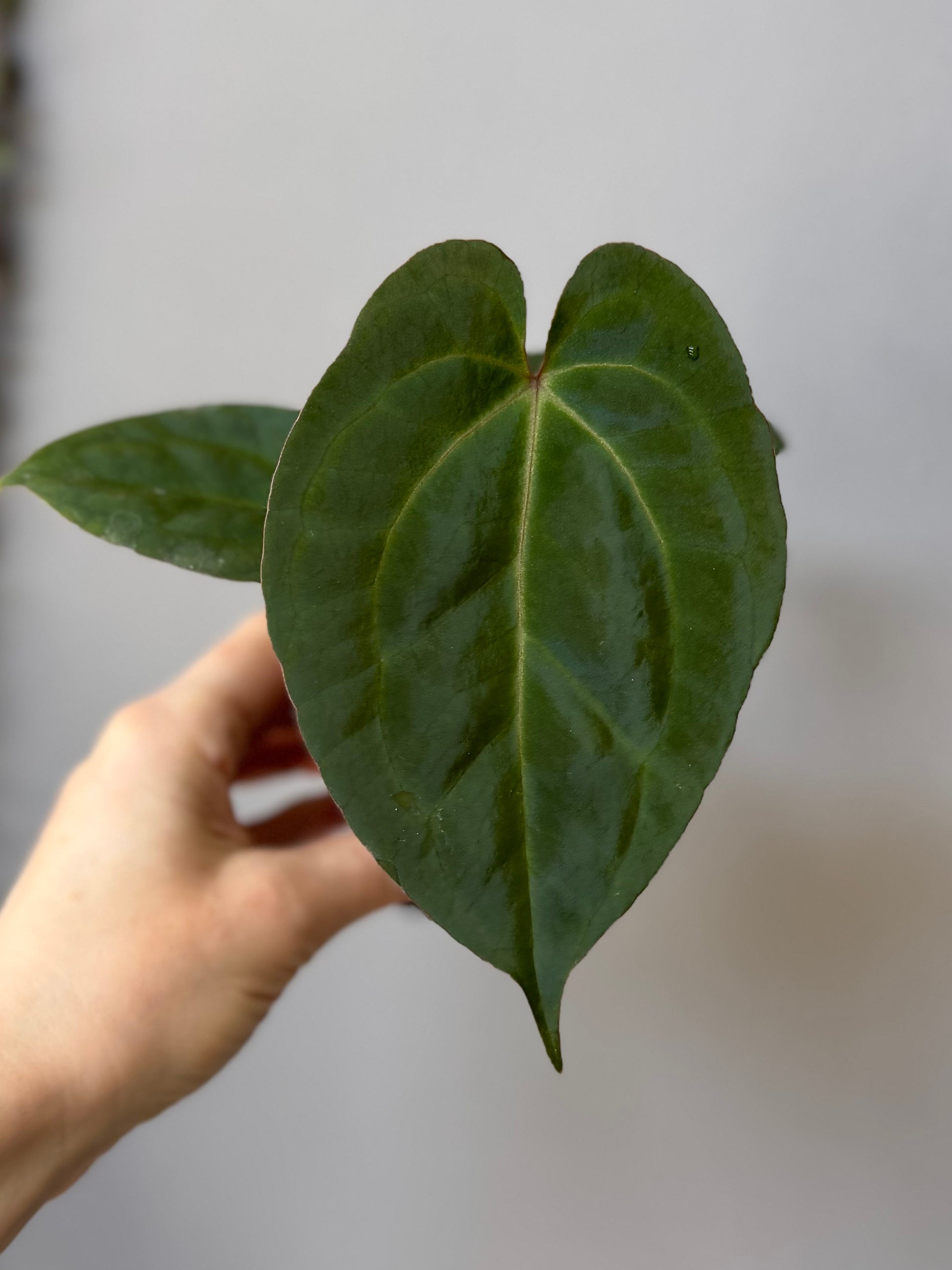 Anthurium (Papillilaminum Daniel x Besseae aff.) x  (NSE Red Crystallinum x Carlablackiae)