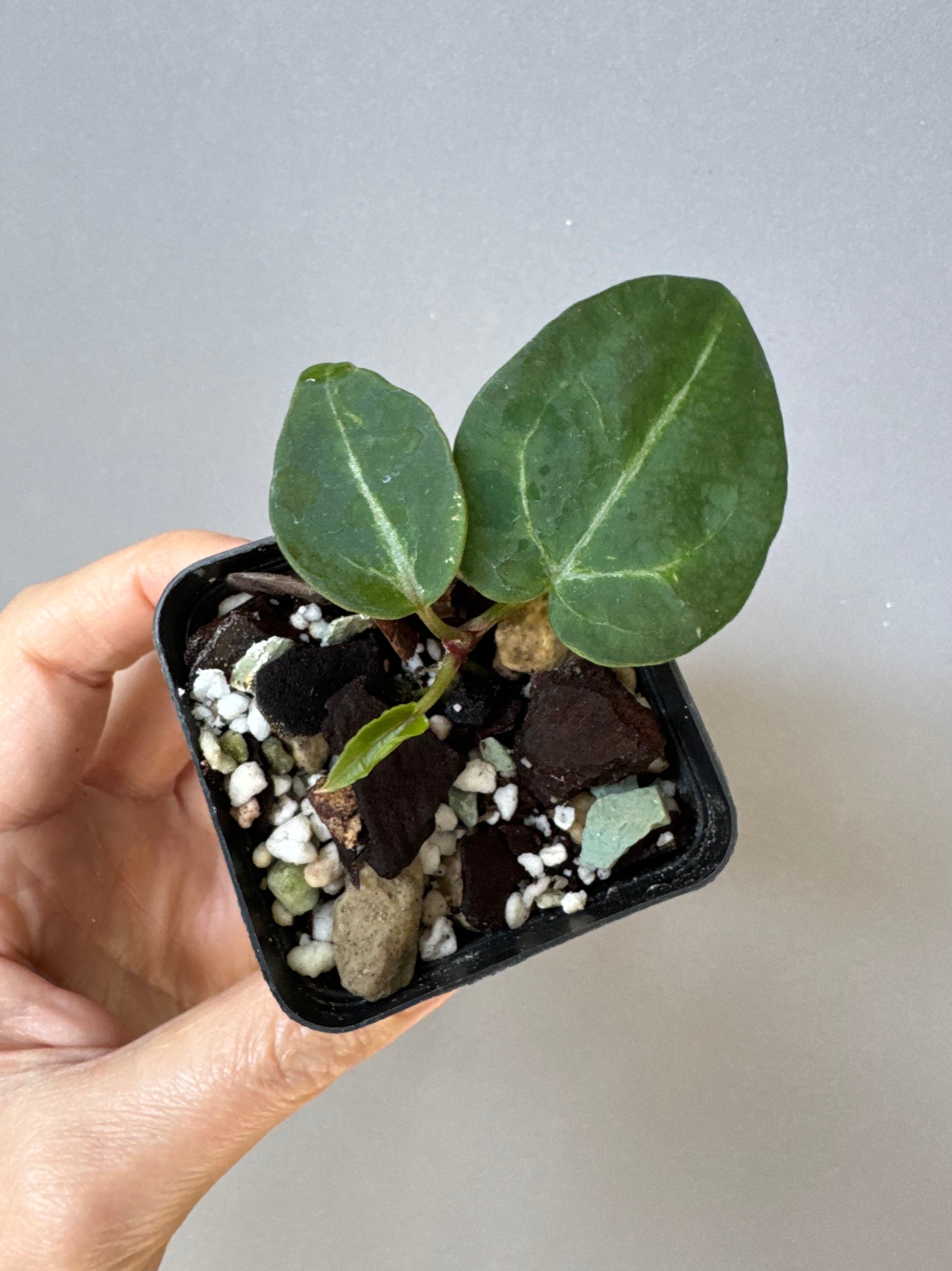 Anthurium Pink Wonderboy (Scott) clone