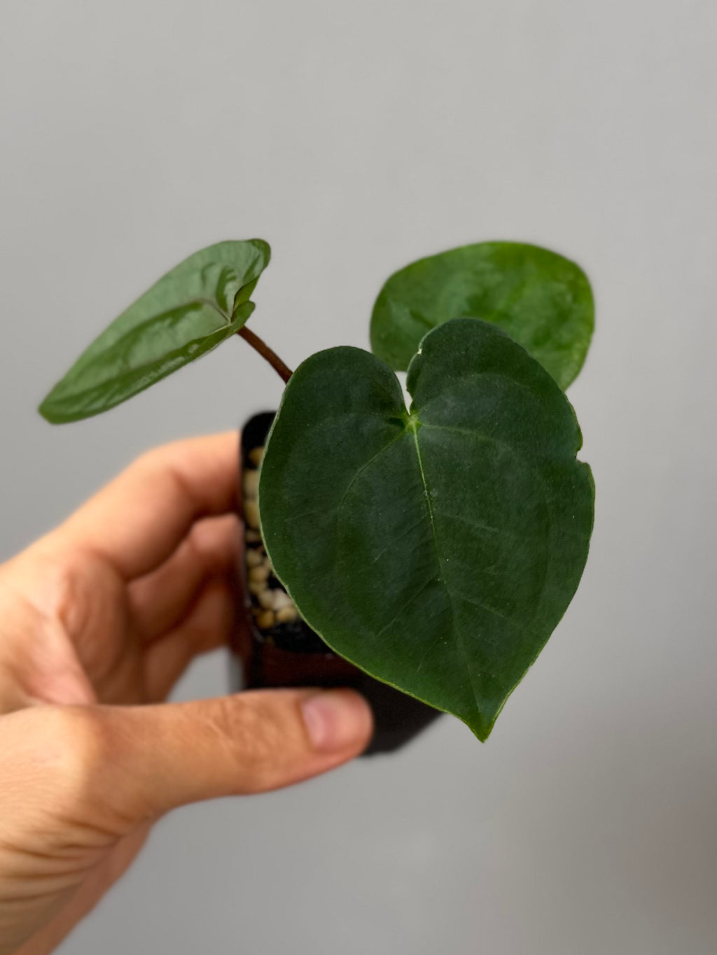 Anthurium Papillilaminum ‚Gatorbod‘ x (RGdressCarla x BVEP)