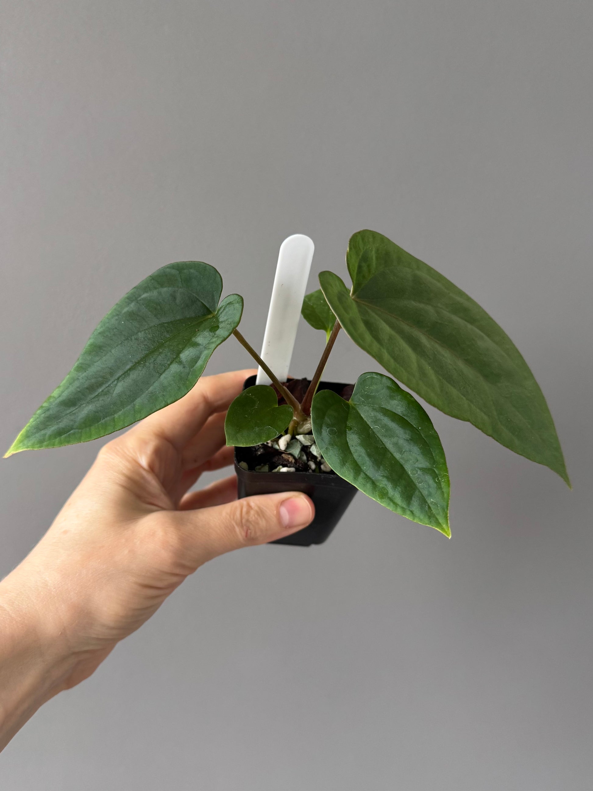 Anthurium (BVEP x Kuna) x (BVEP RxF x F) by thelonelysanctuary