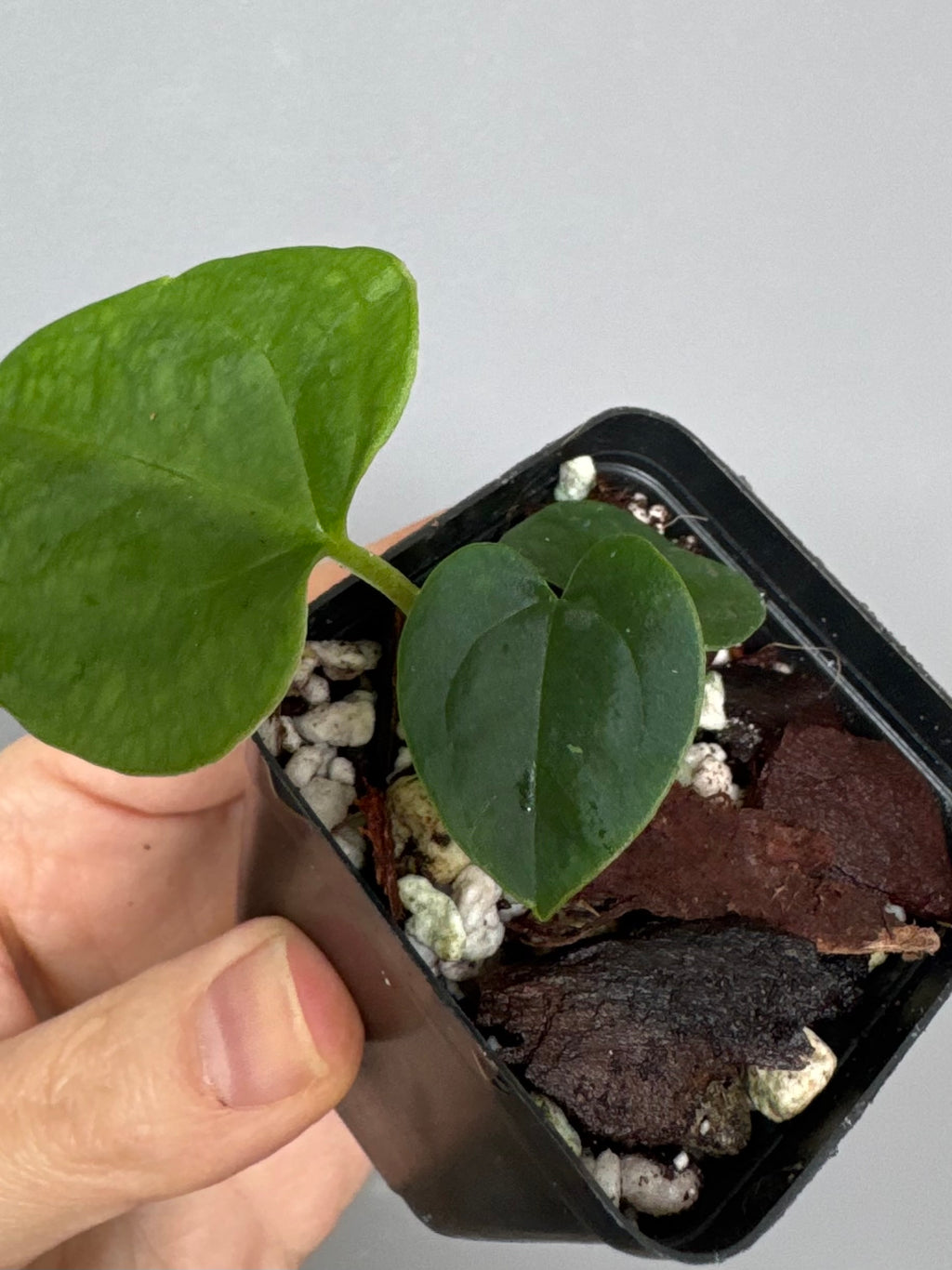 Anthurium (AOS x Carla) x RVDP