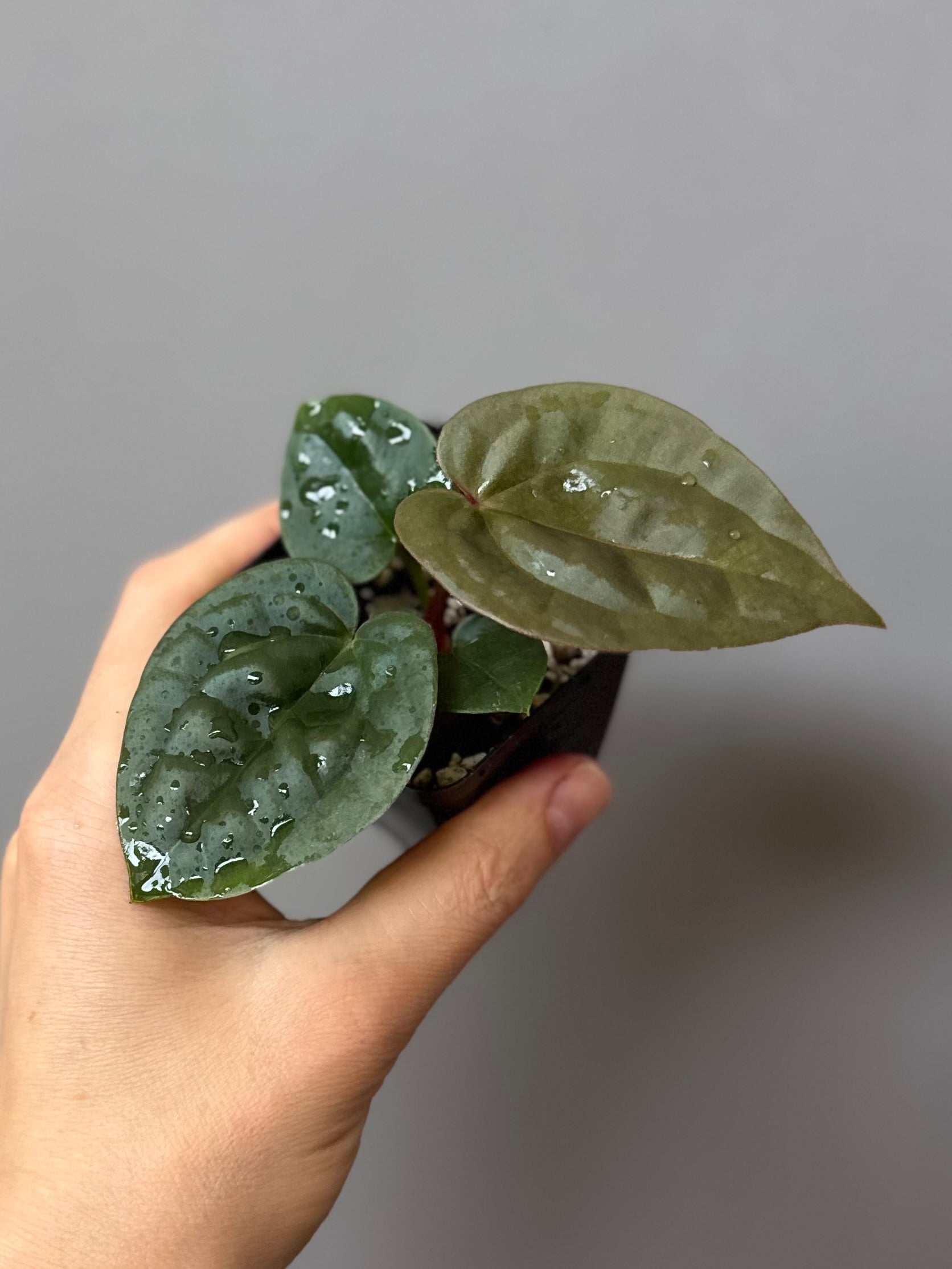 Anthurium ZxM x luxurians