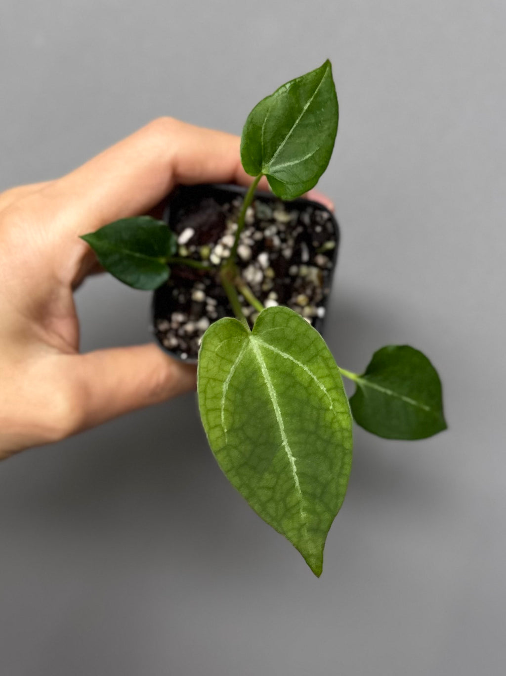 Anthurium (Papillilaminum x forgetii) X Crystallinum Silver
