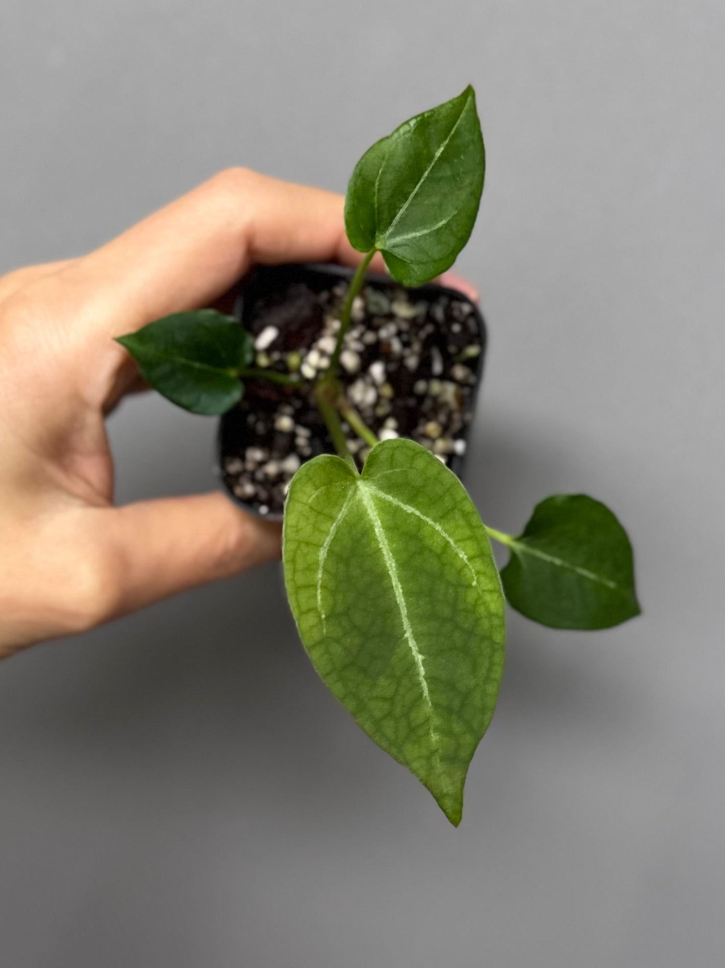 Anthurium (Papillilaminum x forgetii) X Crystallinum Silver