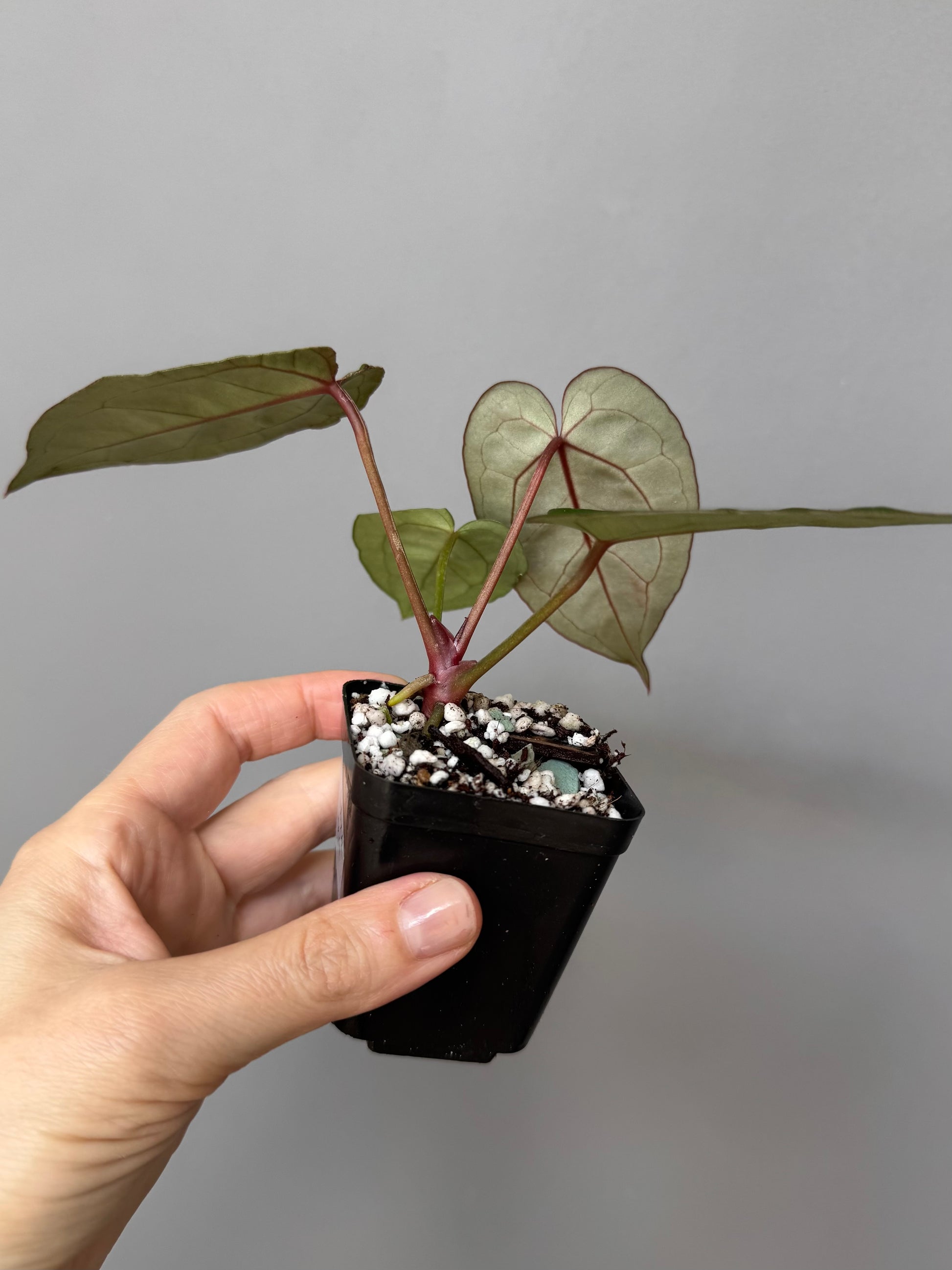 Anthurium Silver Blush x Michelle