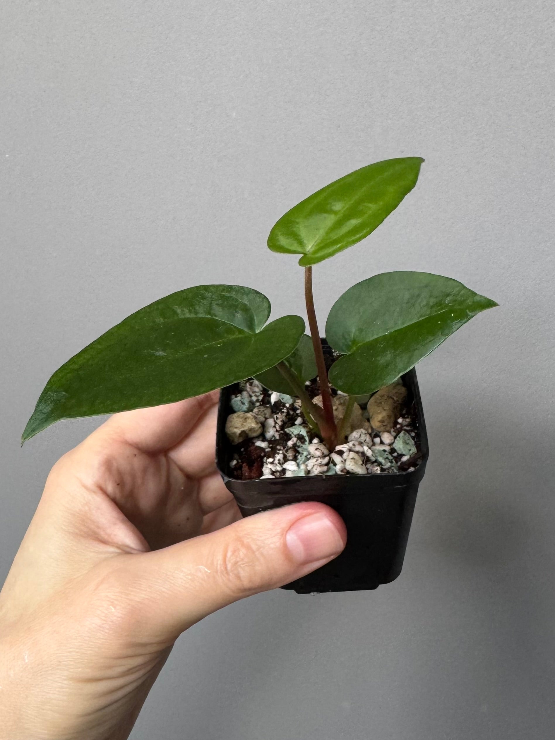 Anthurium (NSE Red Crystallinum x Carla) x RVDP
