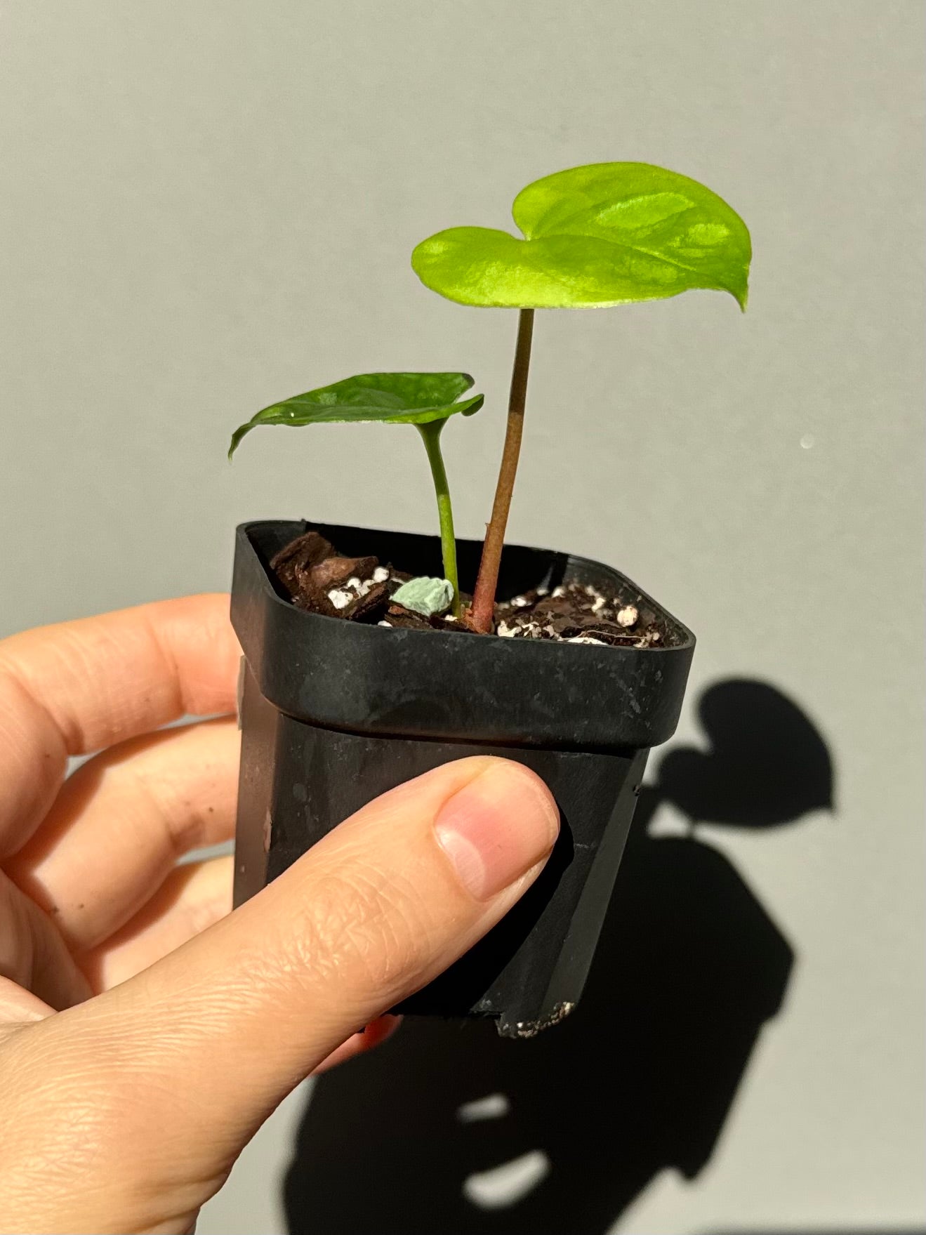 Anthurium Papillilaminum round x Darkest Panama