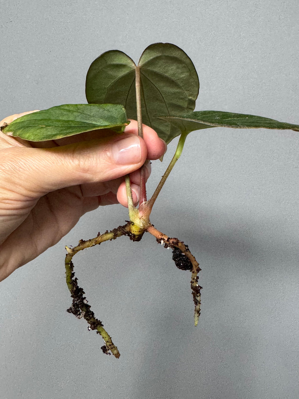 Anthurium ((RG Dressleri x Carlablackiae)xBVEP) X Carlablackiae C1