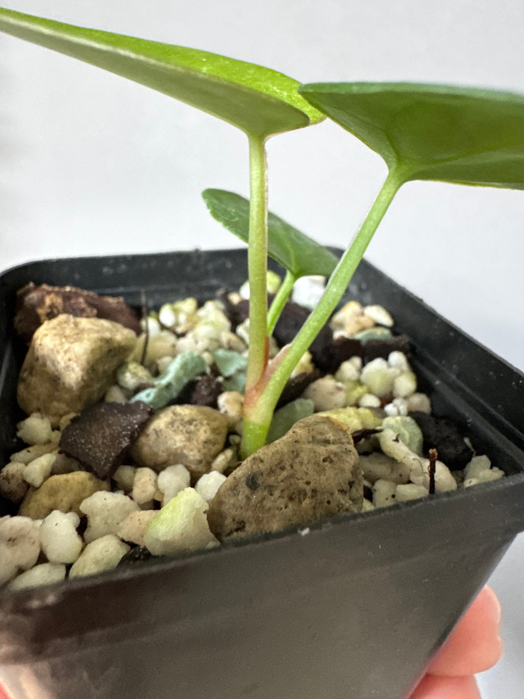Anthurium Crystallinum x (Crystal Select Color x Michelle)
