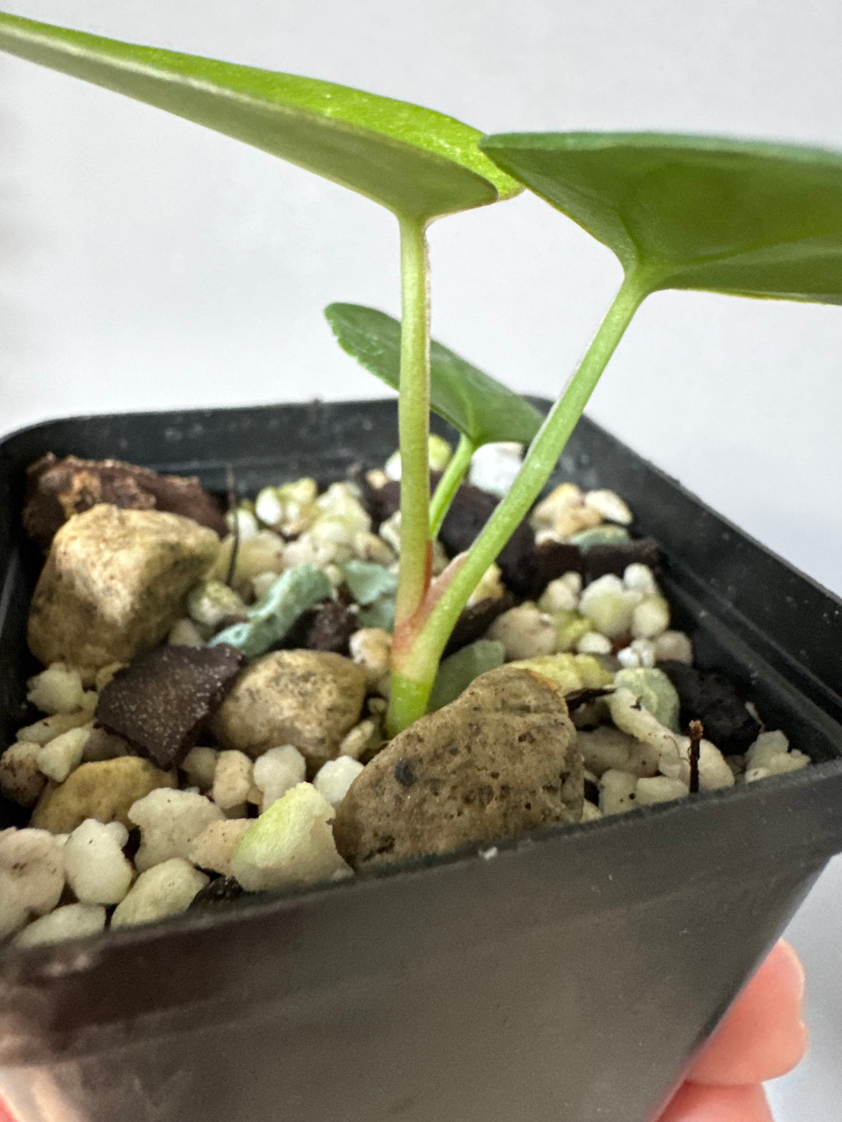 Anthurium Crystallinum x (Crystal Select Color x Michelle)